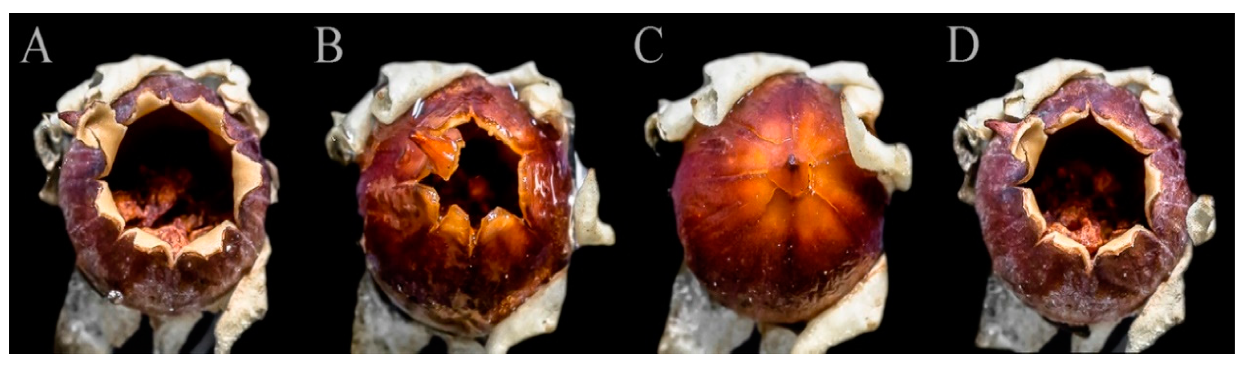 Diversity 12 00291 g002