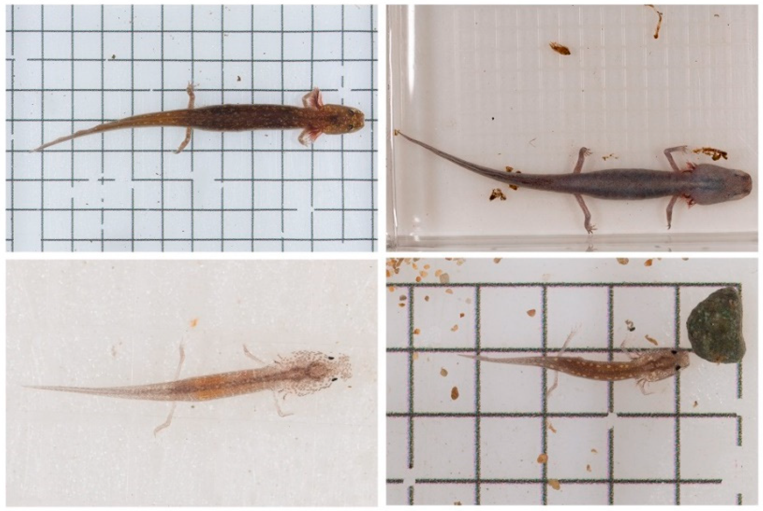 Diversity 12 00297 g006