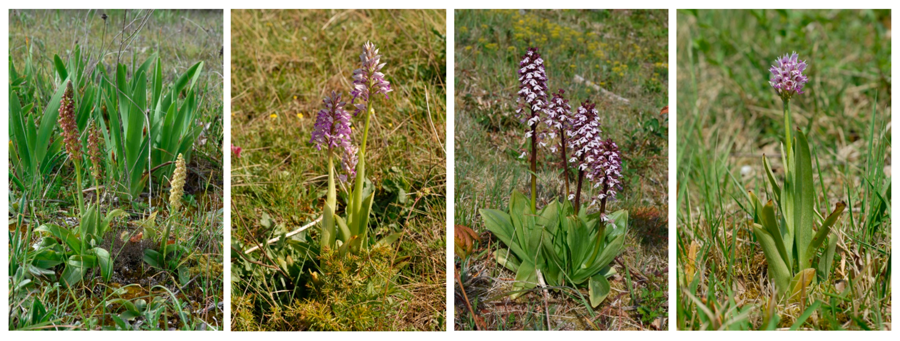 Diversity 12 00312 g001