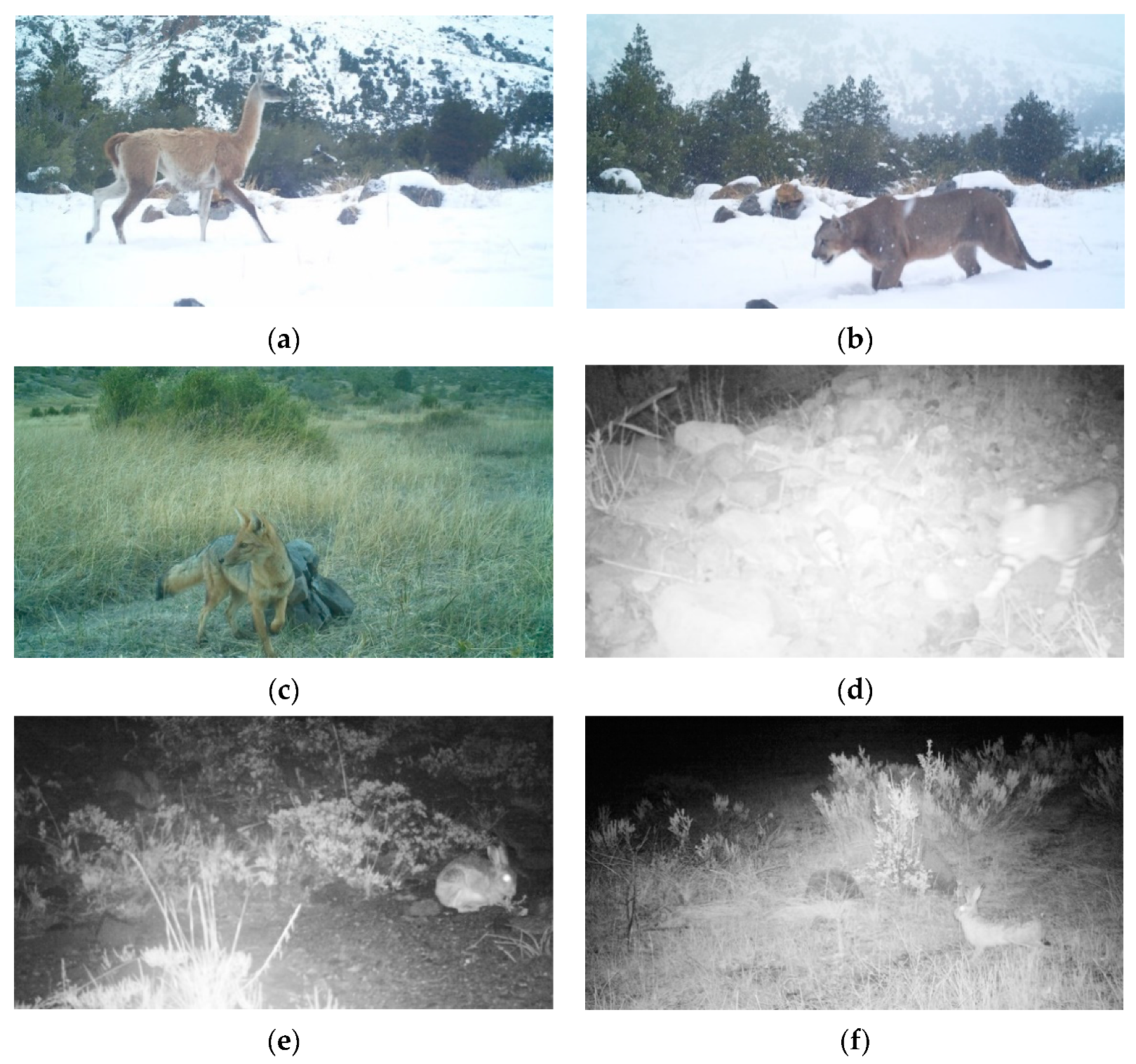 Diversity 12 00317 g0a2 Diversity 12 00317 g0a2