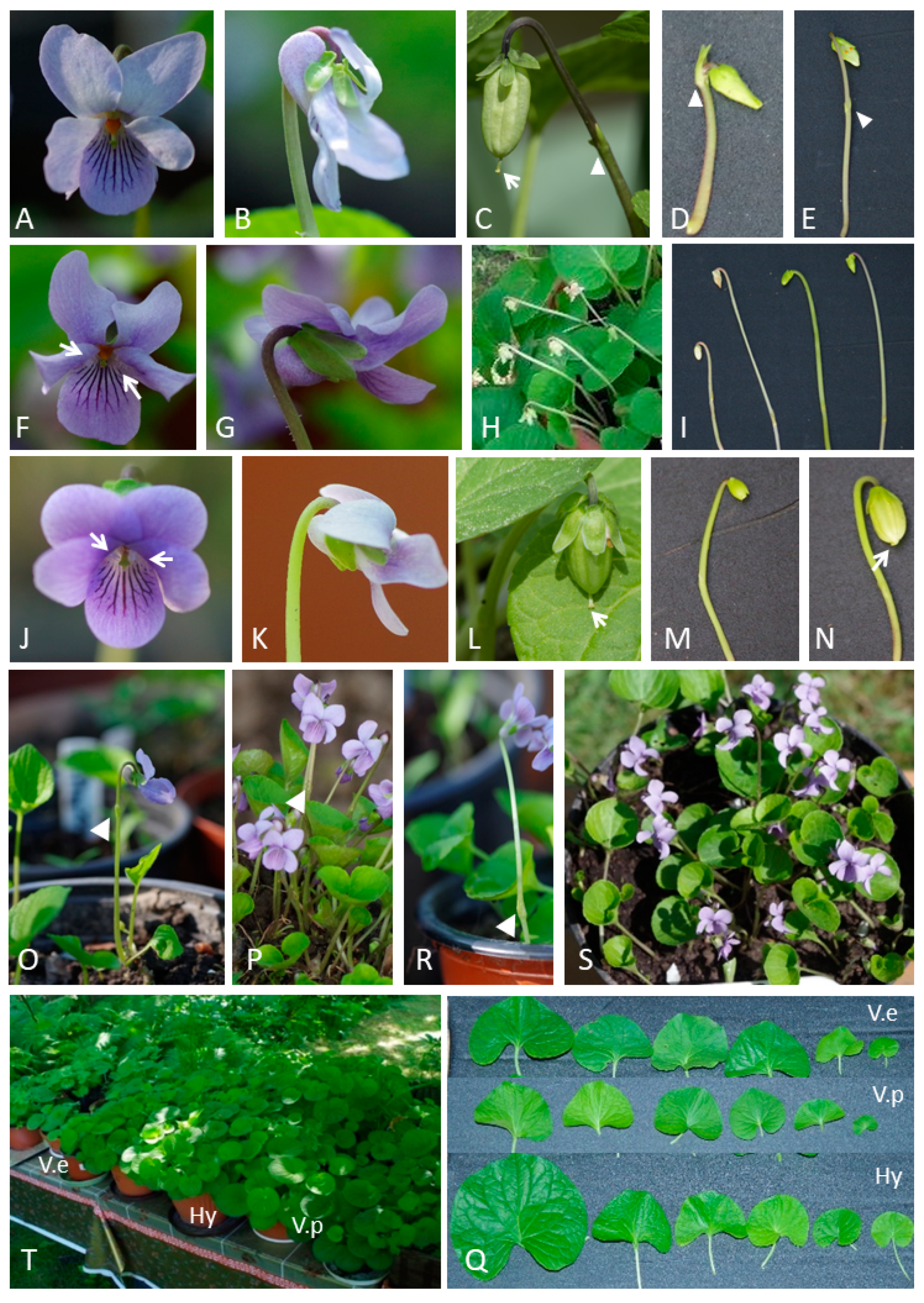 Diversity 12 00321 g002 Diversity 12 00321 g002