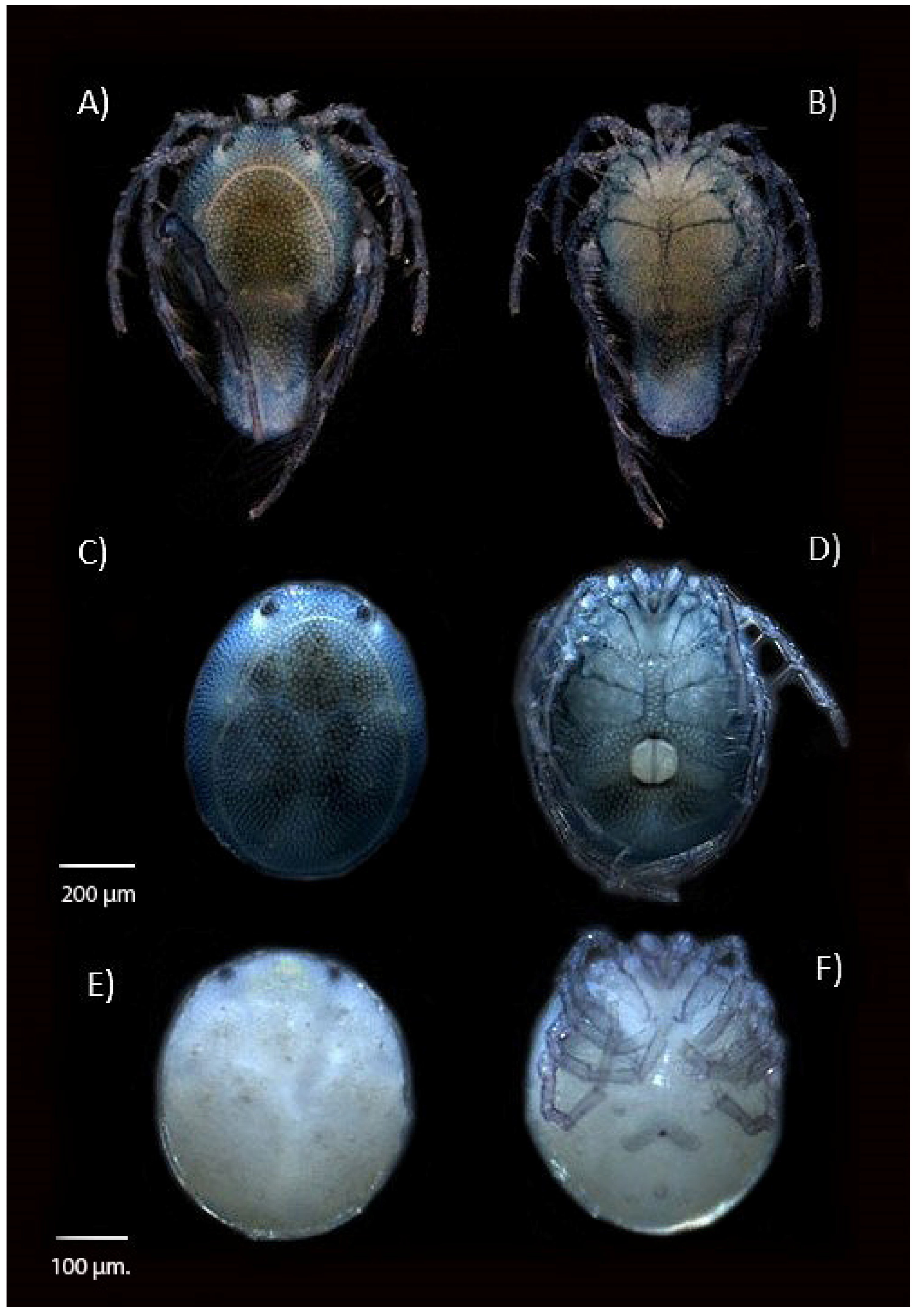 Diversity 12 00329 g005 Diversity 12 00329 g005