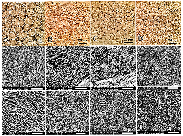 Diversity 12 00334 g001