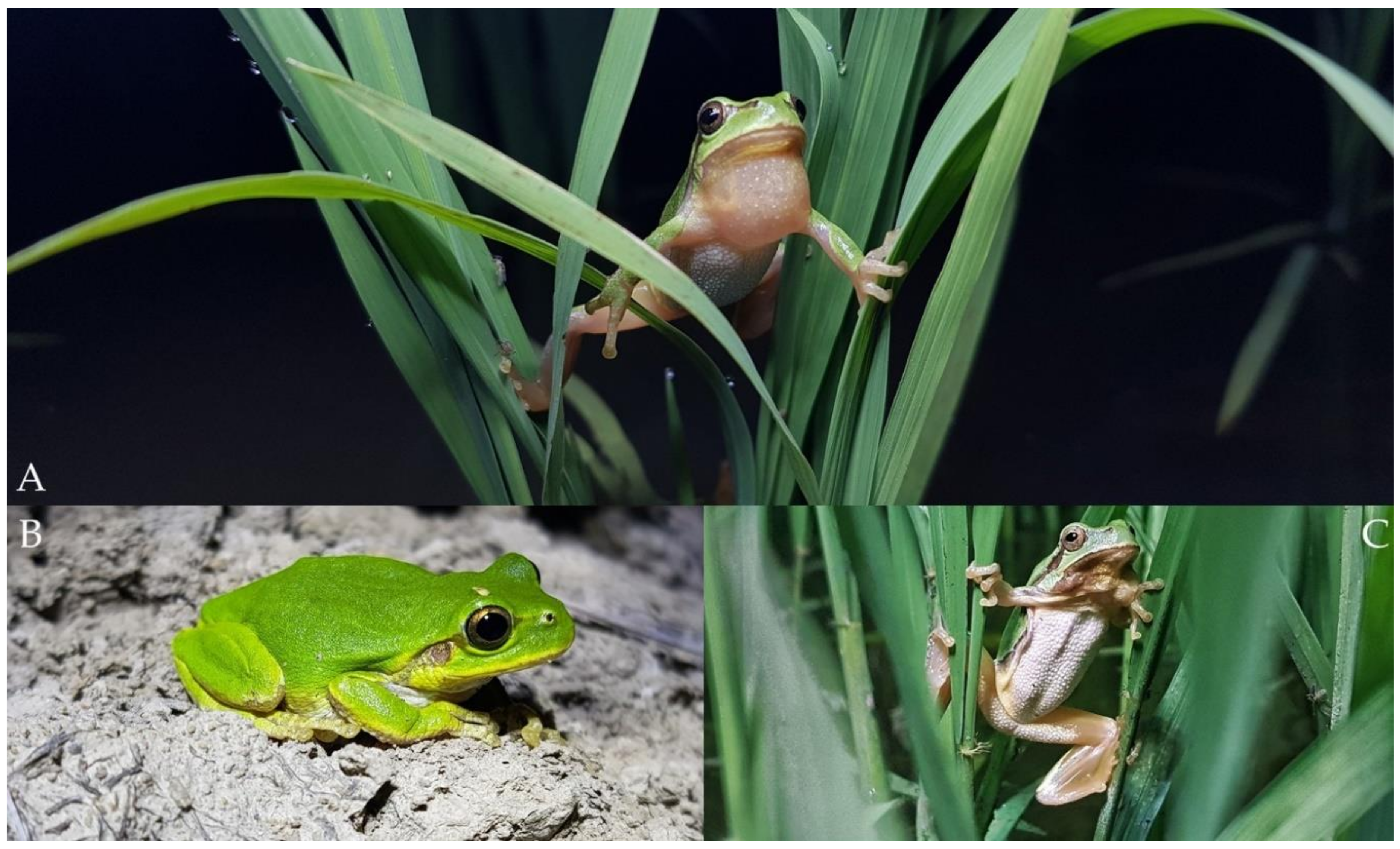 Diversity 12 00336 g002