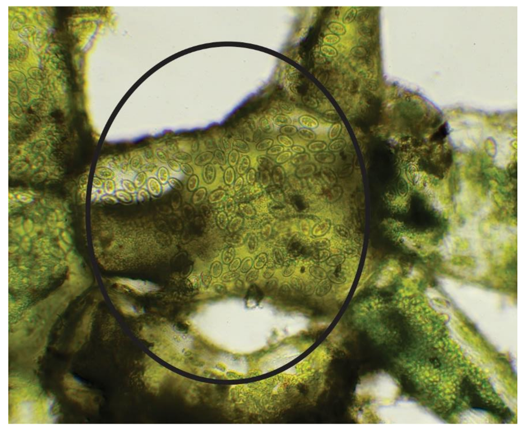 Diversity 12 00339 g002