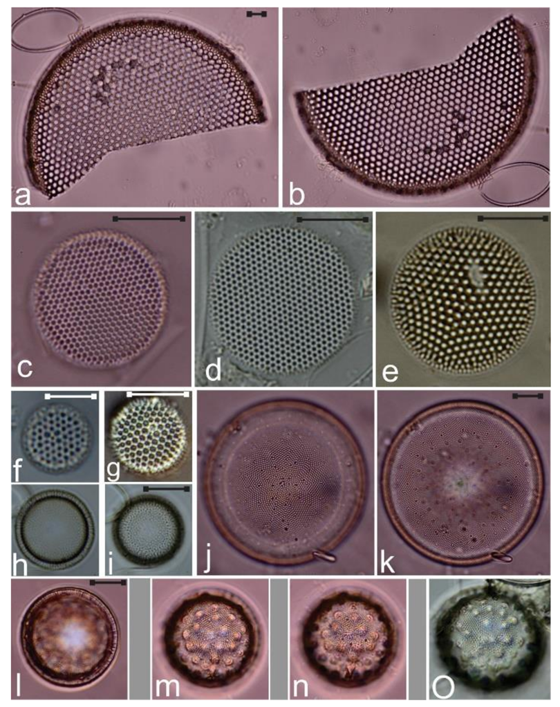 Diversity 12 00339 g006