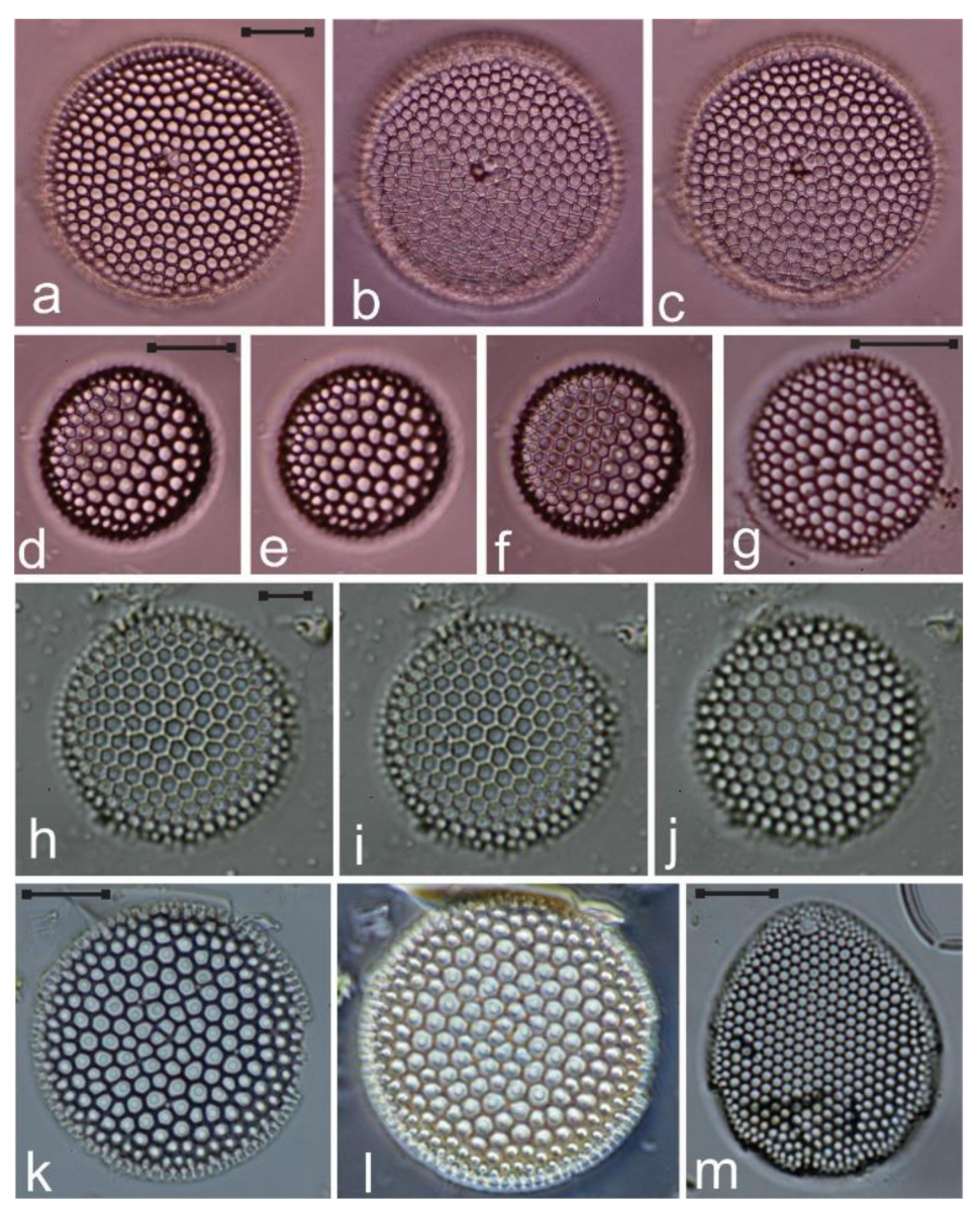 Diversity 12 00339 g007