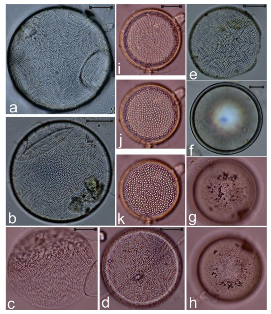 Diversity 12 00339 g009