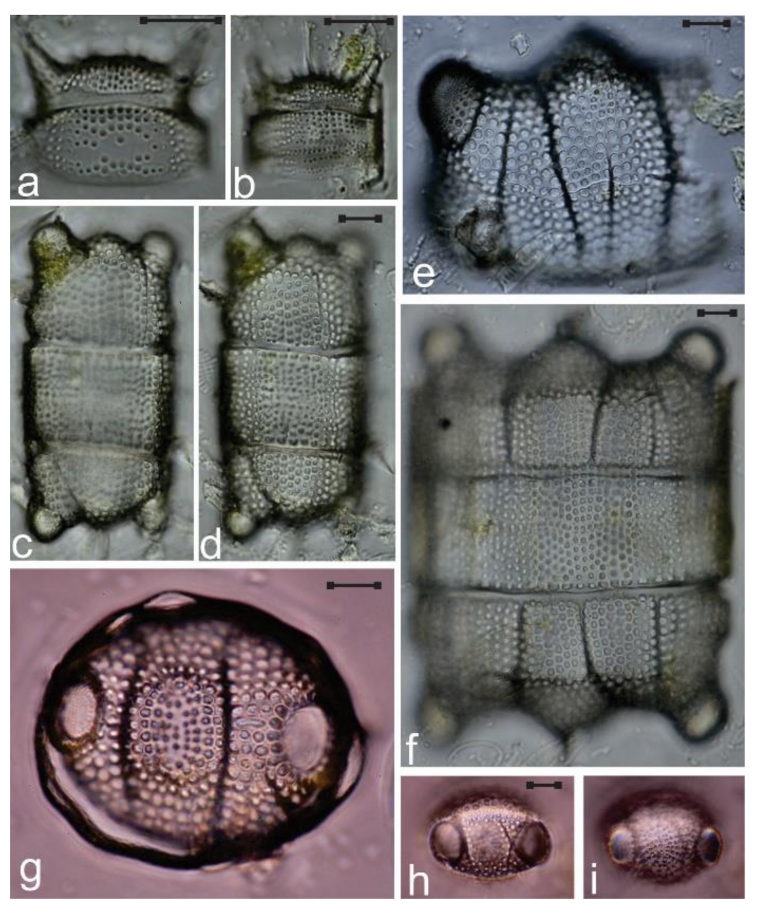 Diversity 12 00339 g012