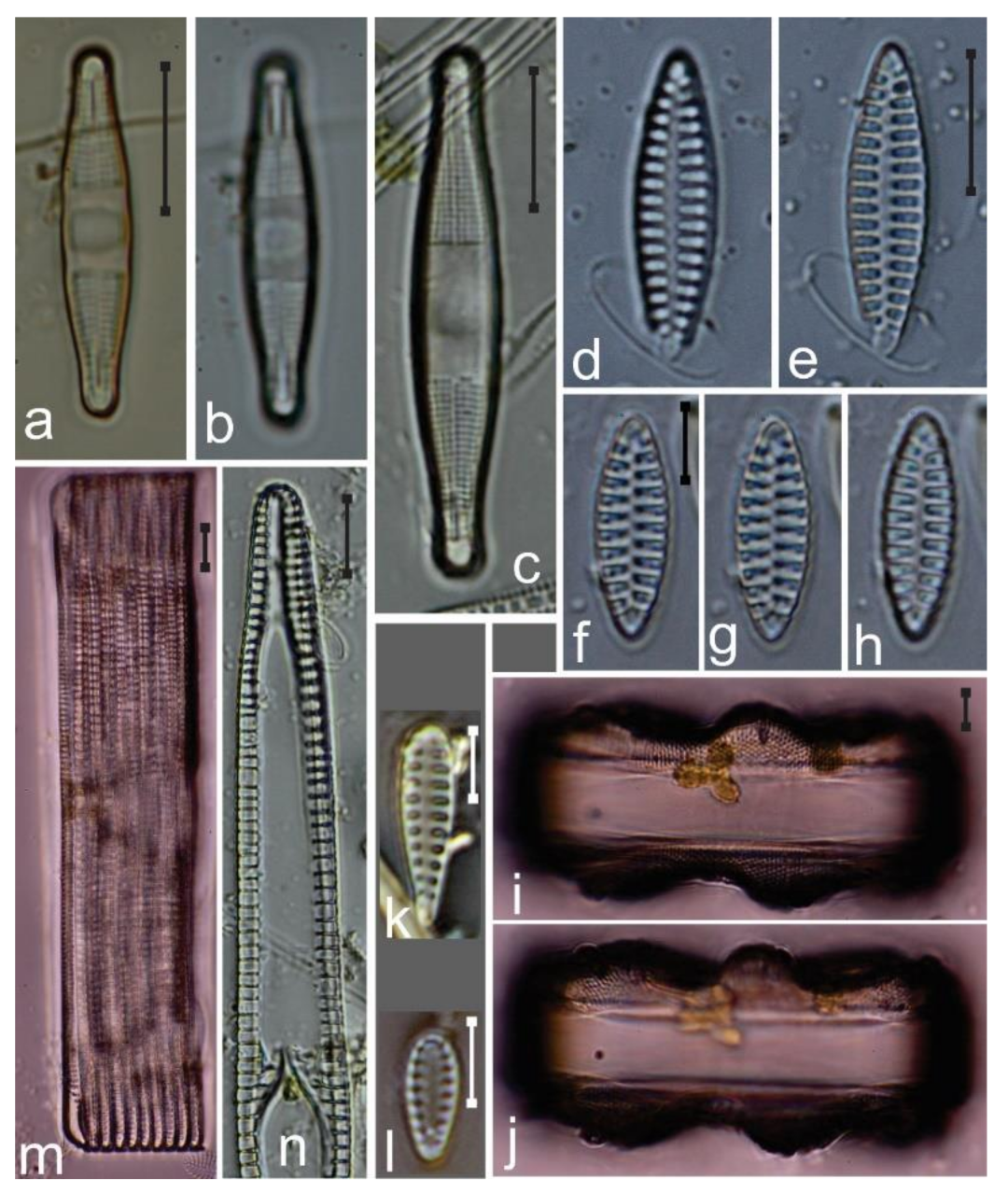 Diversity 12 00339 g016