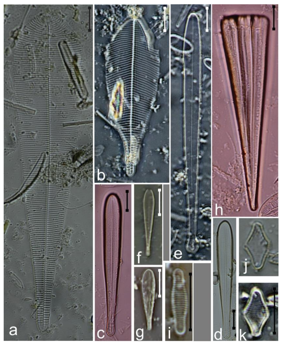 Diversity 12 00339 g019