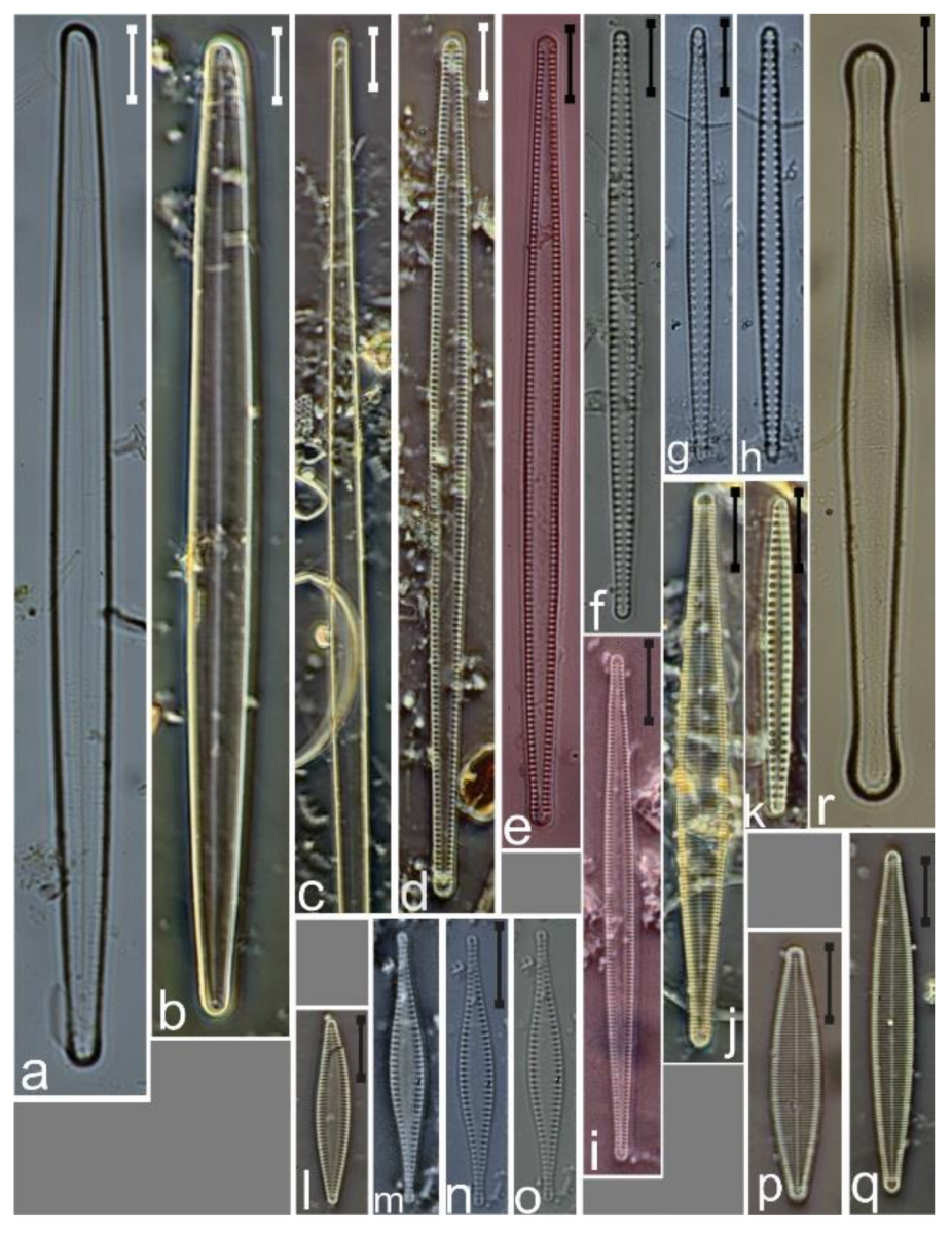 Diversity 12 00339 g020