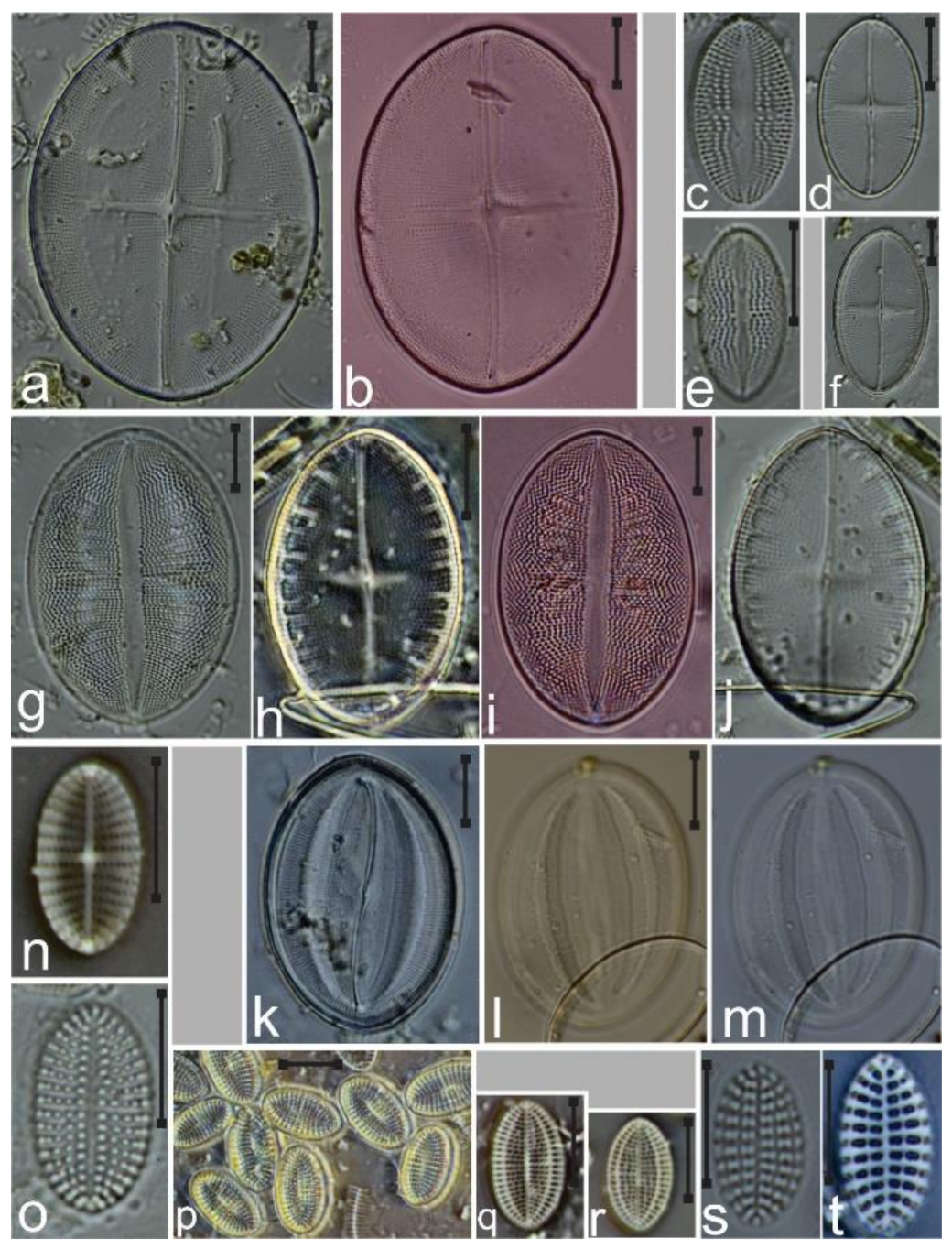 Diversity 12 00339 g023