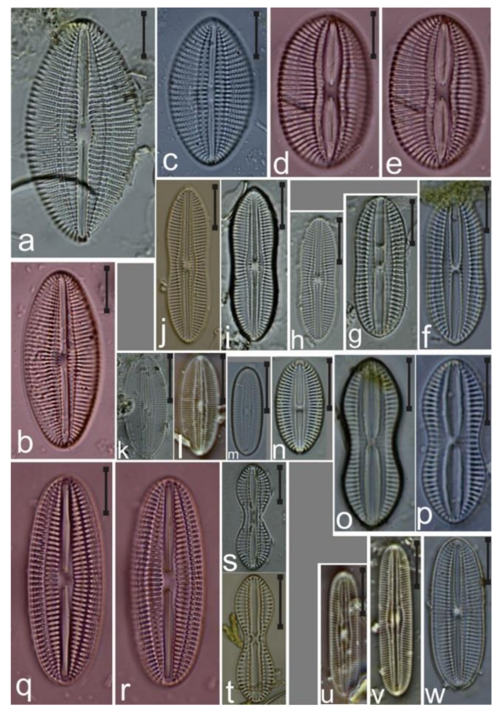 Diversity 12 00339 g027