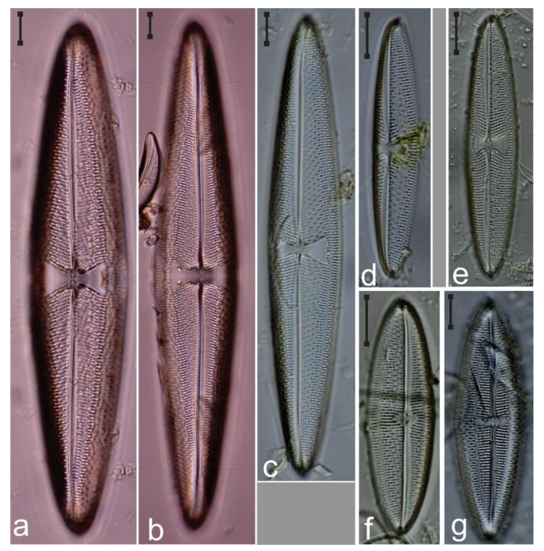 Diversity 12 00339 g029