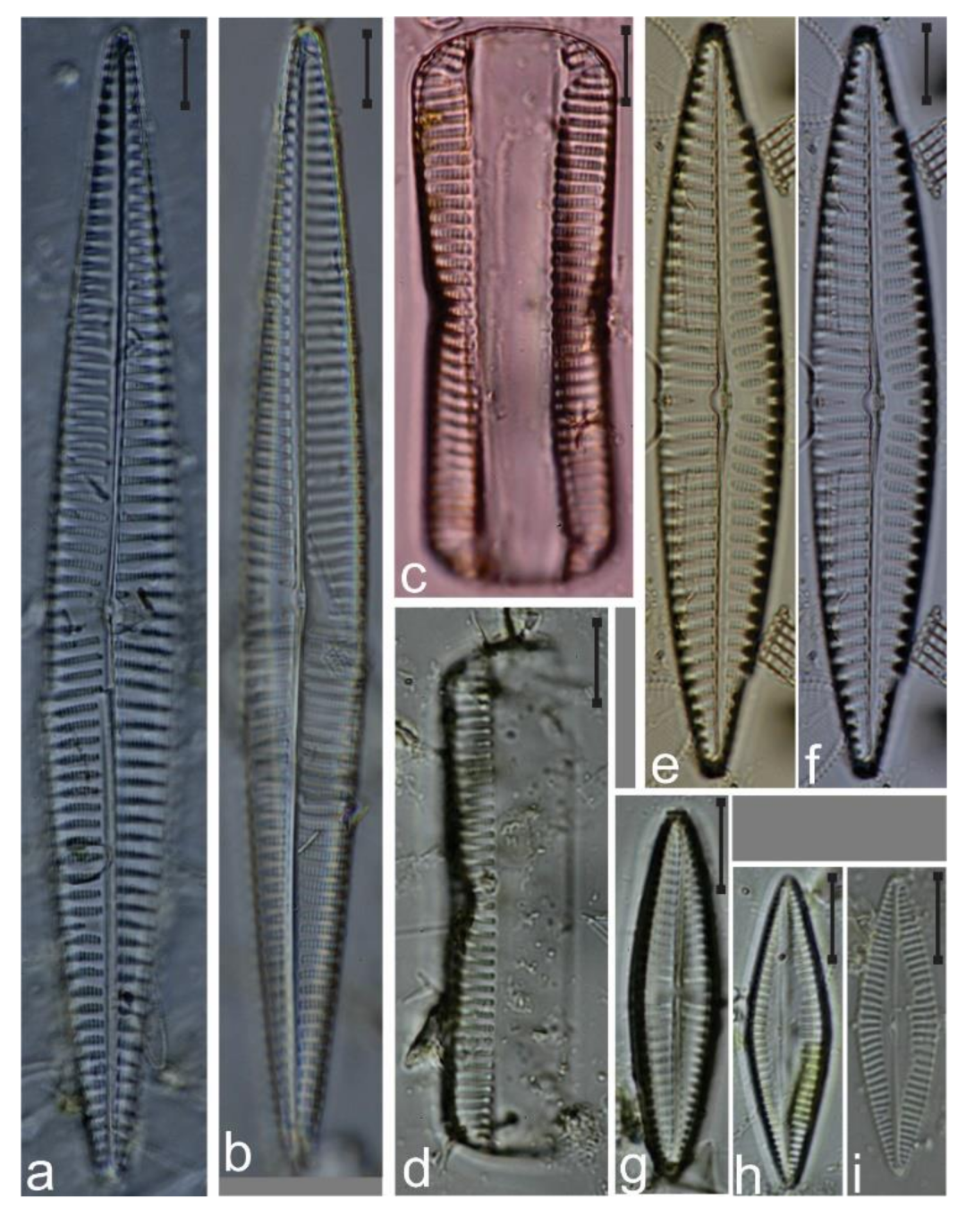 Diversity 12 00339 g032