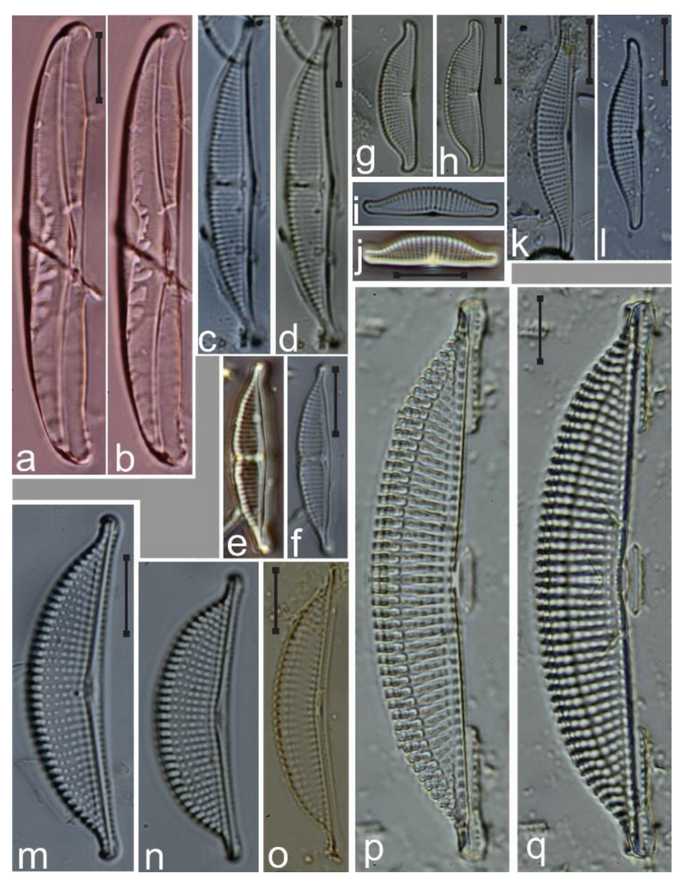 Diversity 12 00339 g033