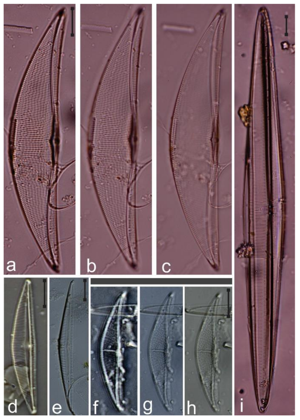 Diversity 12 00339 g036