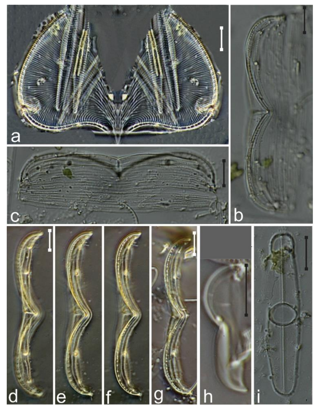 Diversity 12 00339 g037