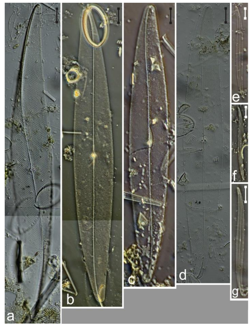 Diversity 12 00339 g041