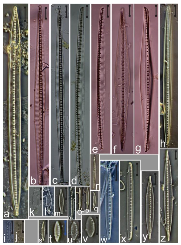 Diversity Free Full Text Species Composition And New Records Of Diatom Taxa On Phyllodictyon Pulcherrimum Chlorophyceae From The Gulf Of California Html