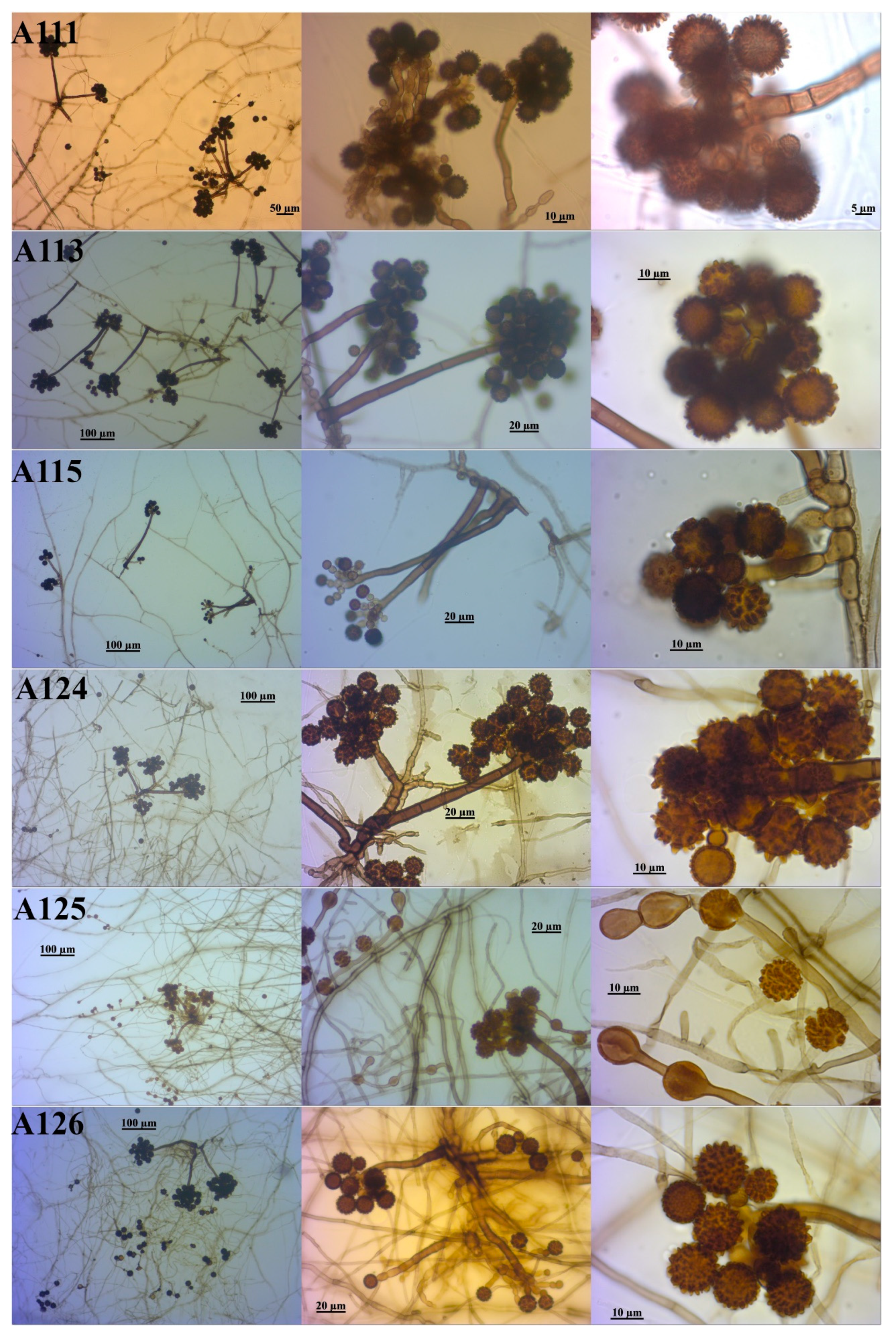 Diversity 12 00351 g003 Diversity 12 00351 g003