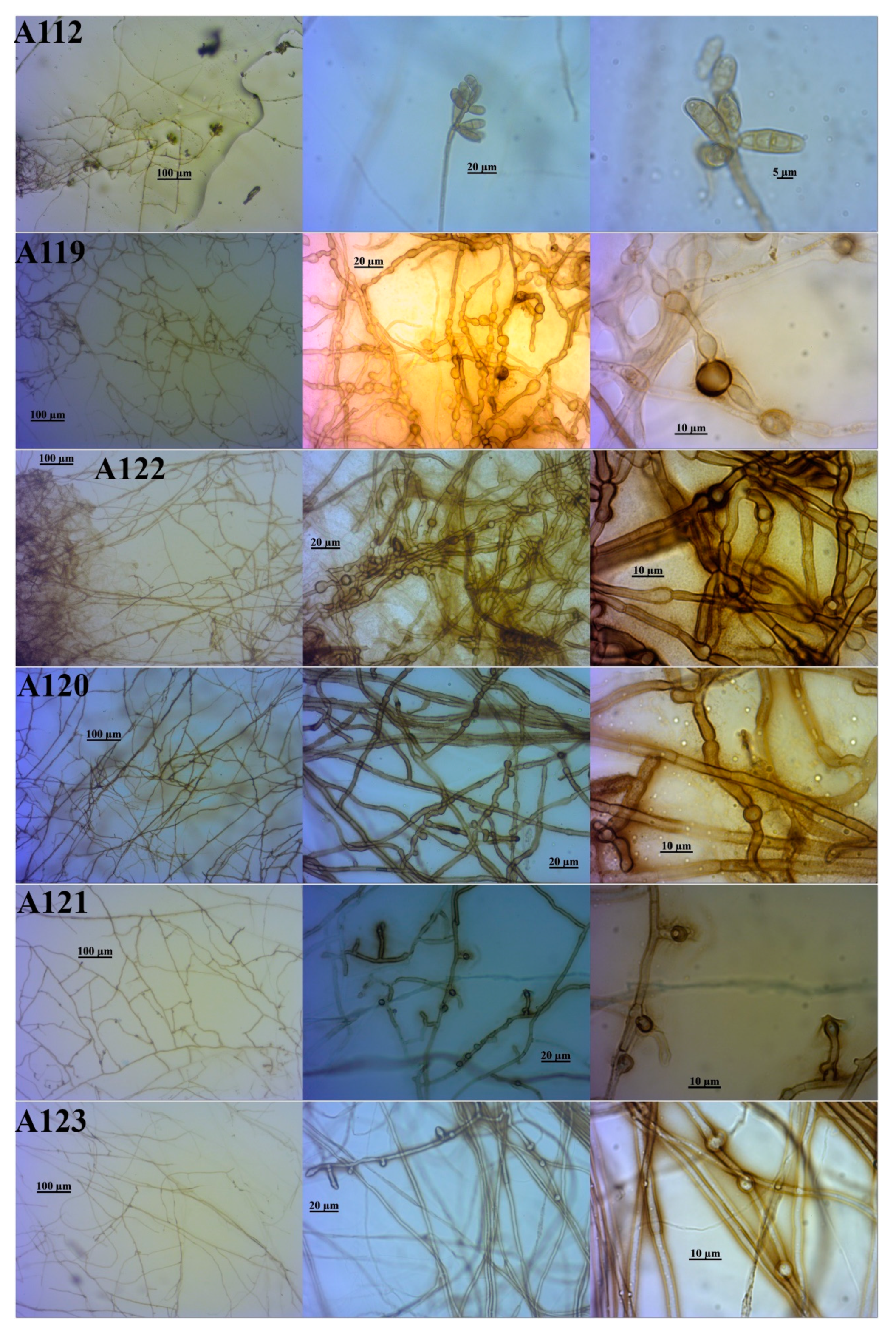 Diversity 12 00351 g004 Diversity 12 00351 g004