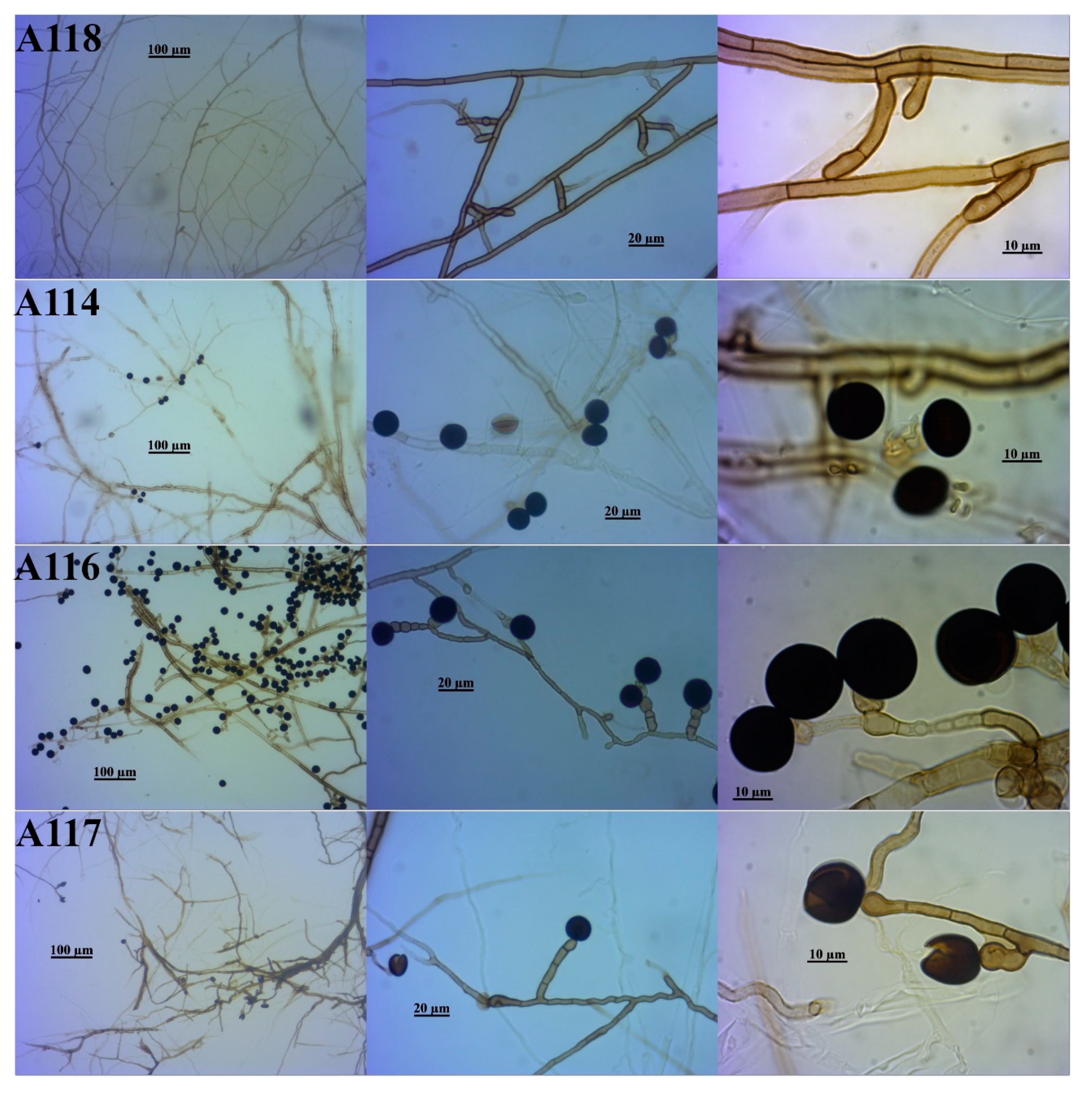 Diversity 12 00351 g005 Diversity 12 00351 g005