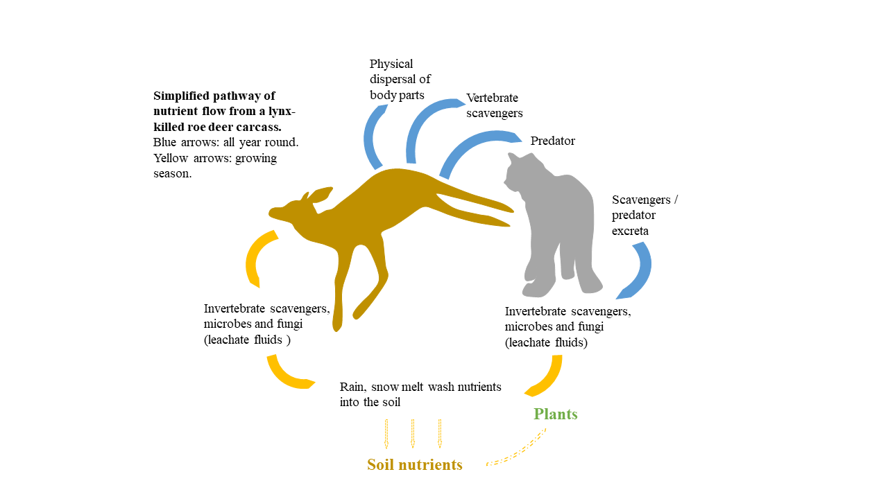 Lack of Cascading Effects of Eurasian Lynx Biology Diagrams