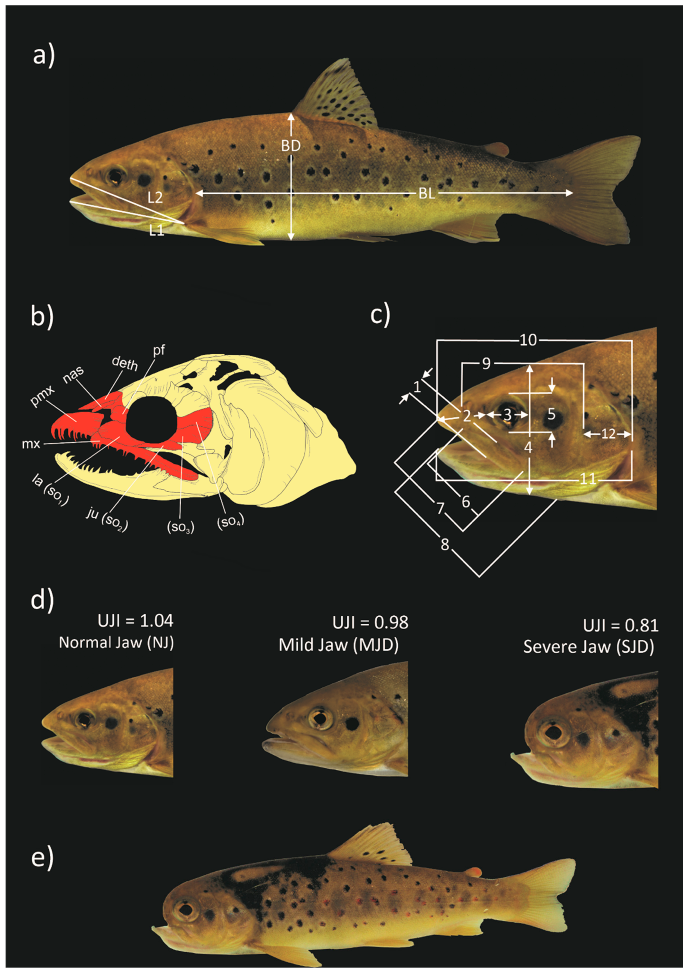 Diversity 12 00353 g002