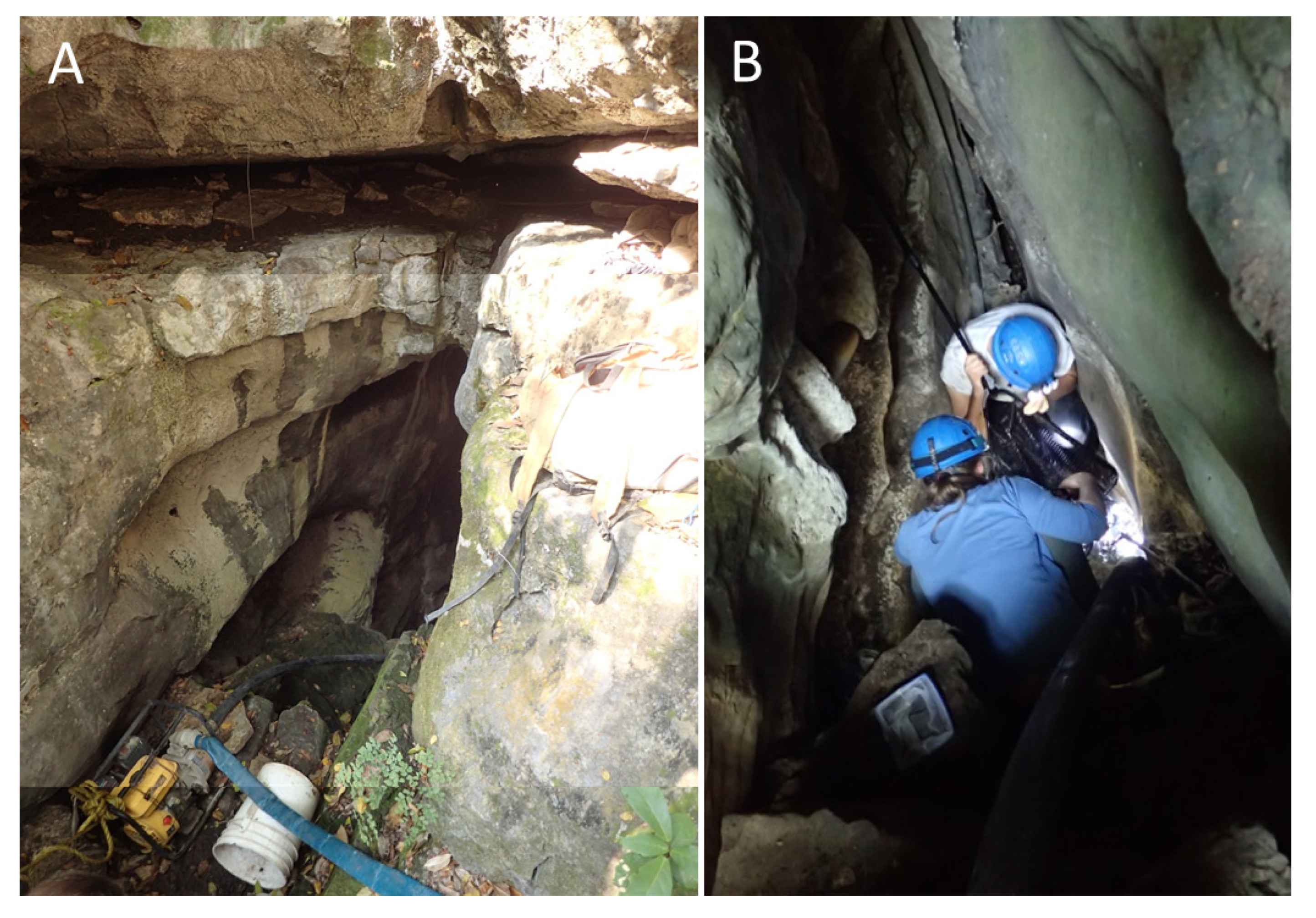 Diversity 12 00368 g002