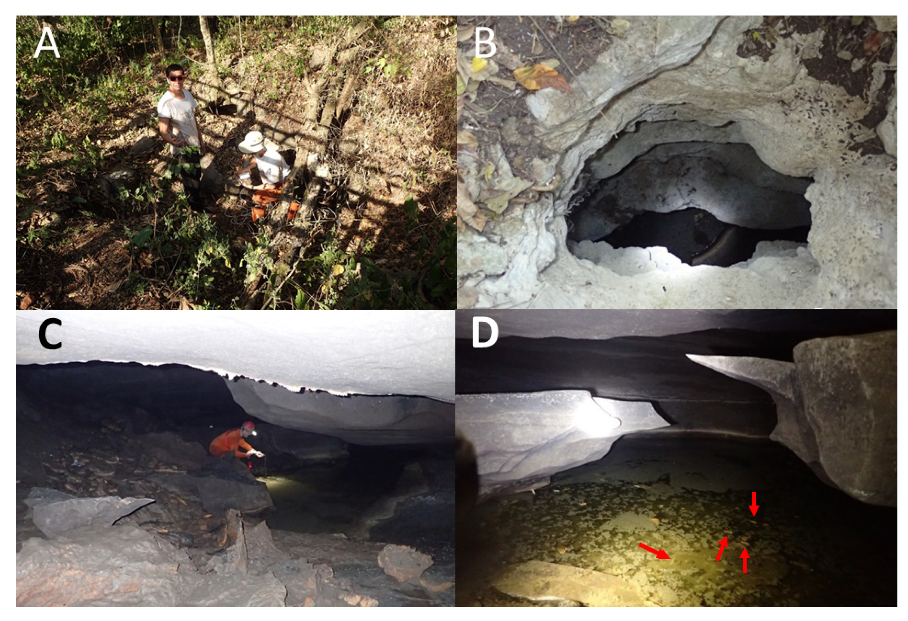 Diversity 12 00368 g003