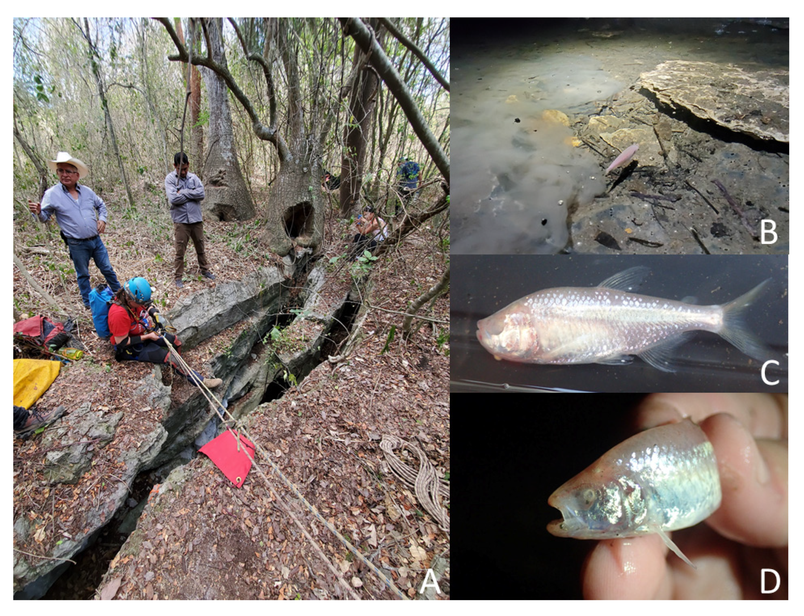 Diversity 12 00368 g006