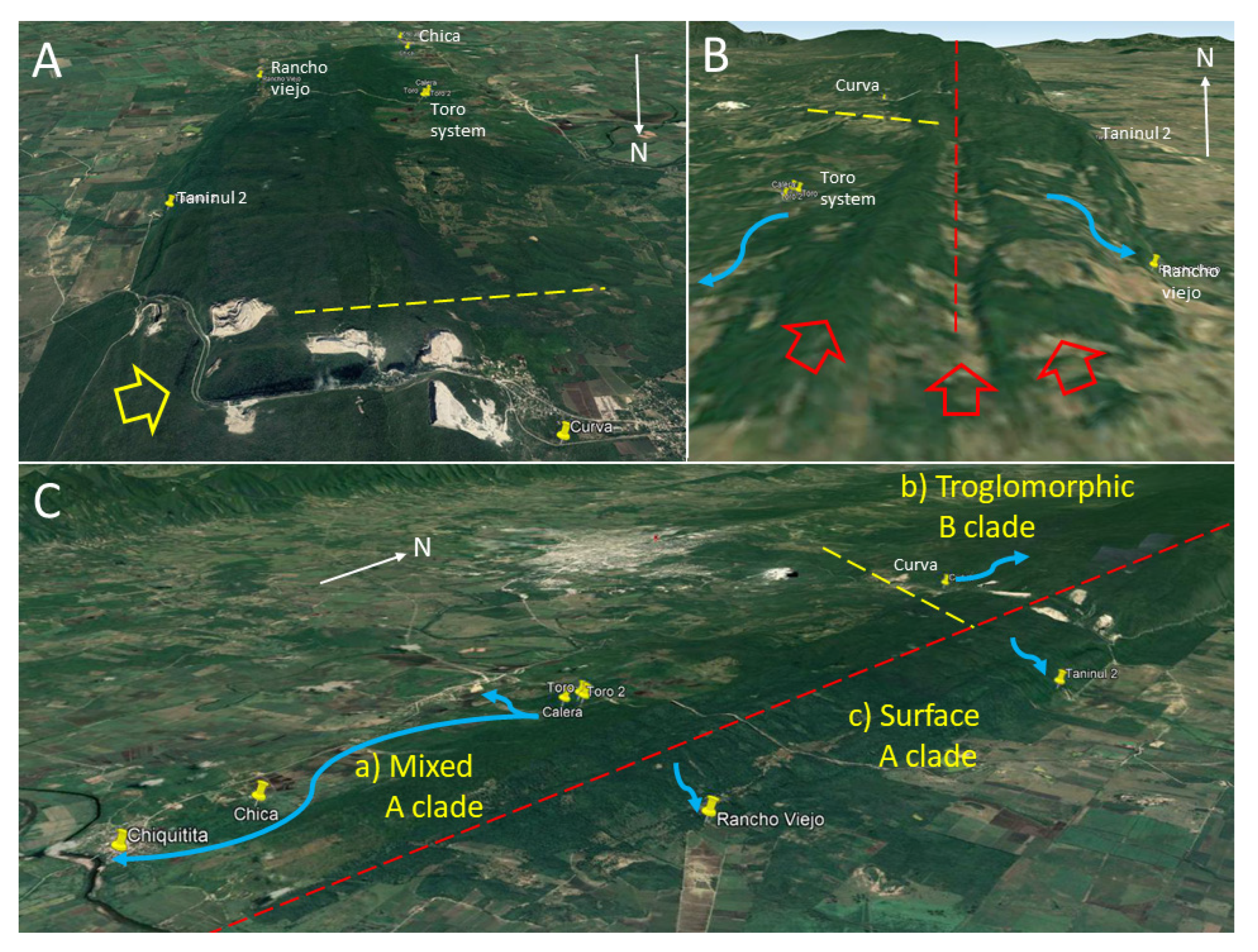 Diversity 12 00368 g011