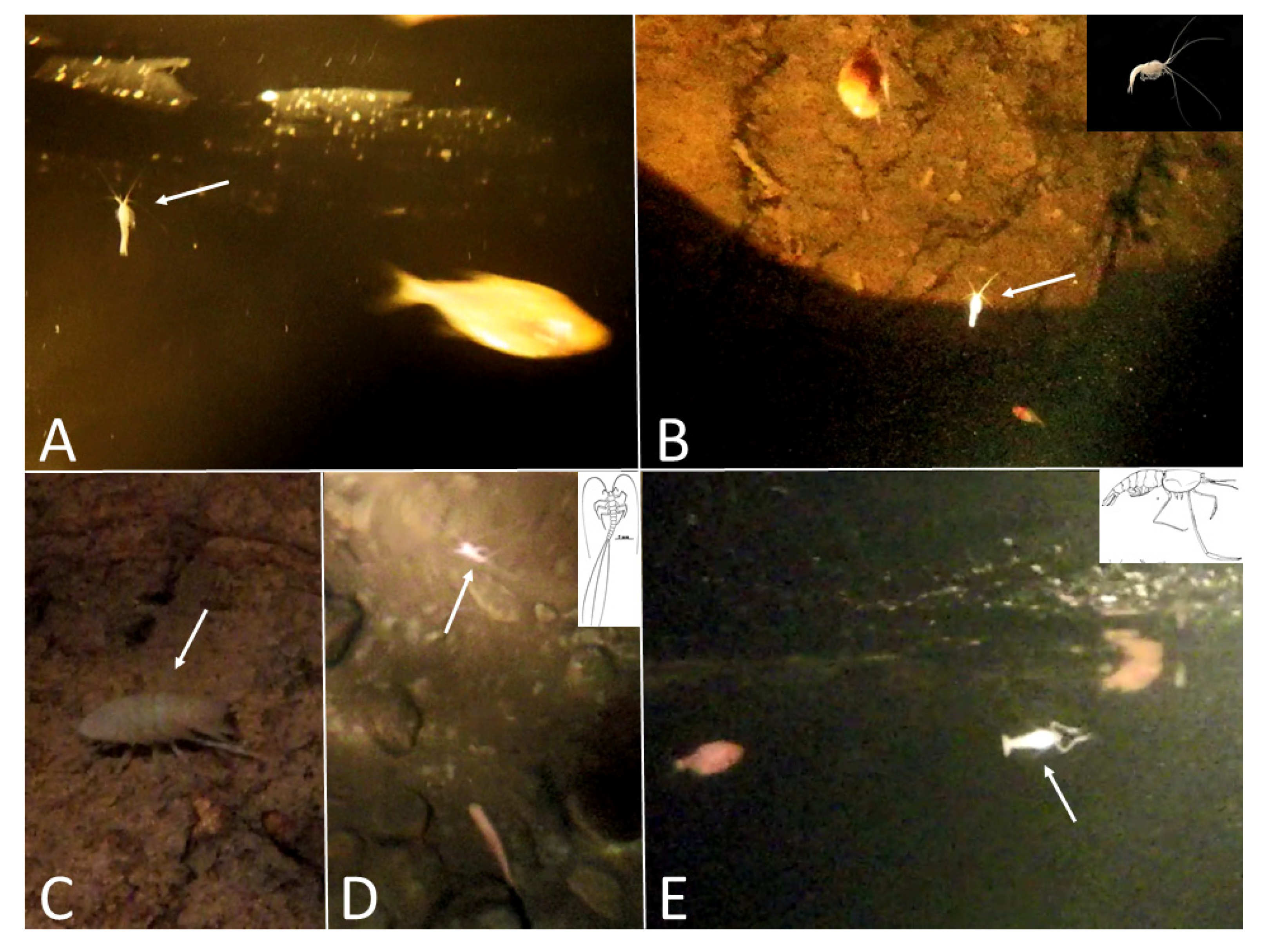 Diversity 12 00368 g012