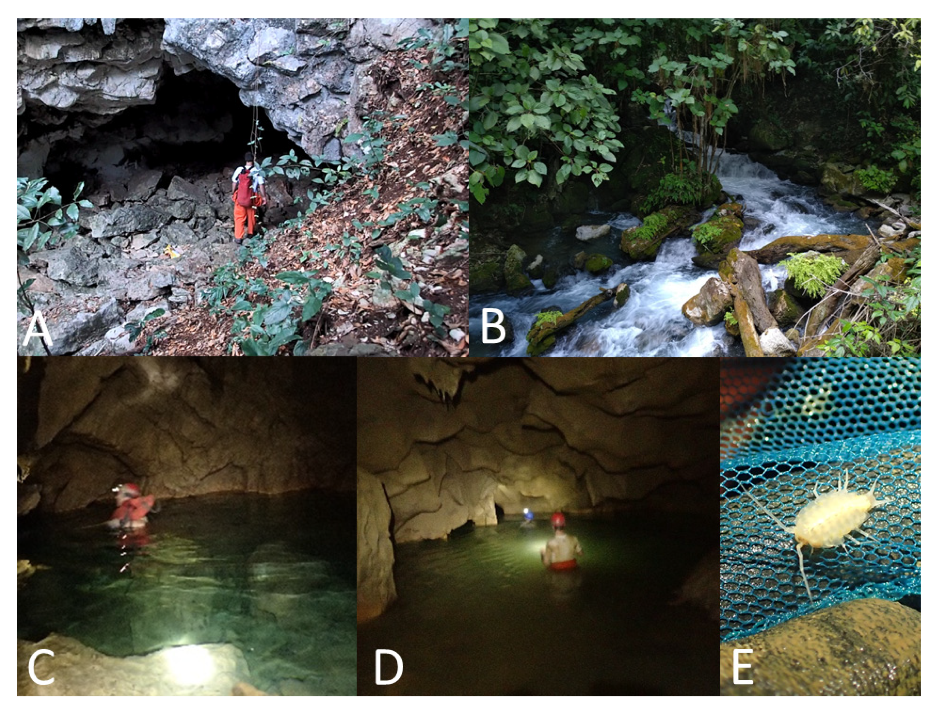 Diversity 12 00368 g013