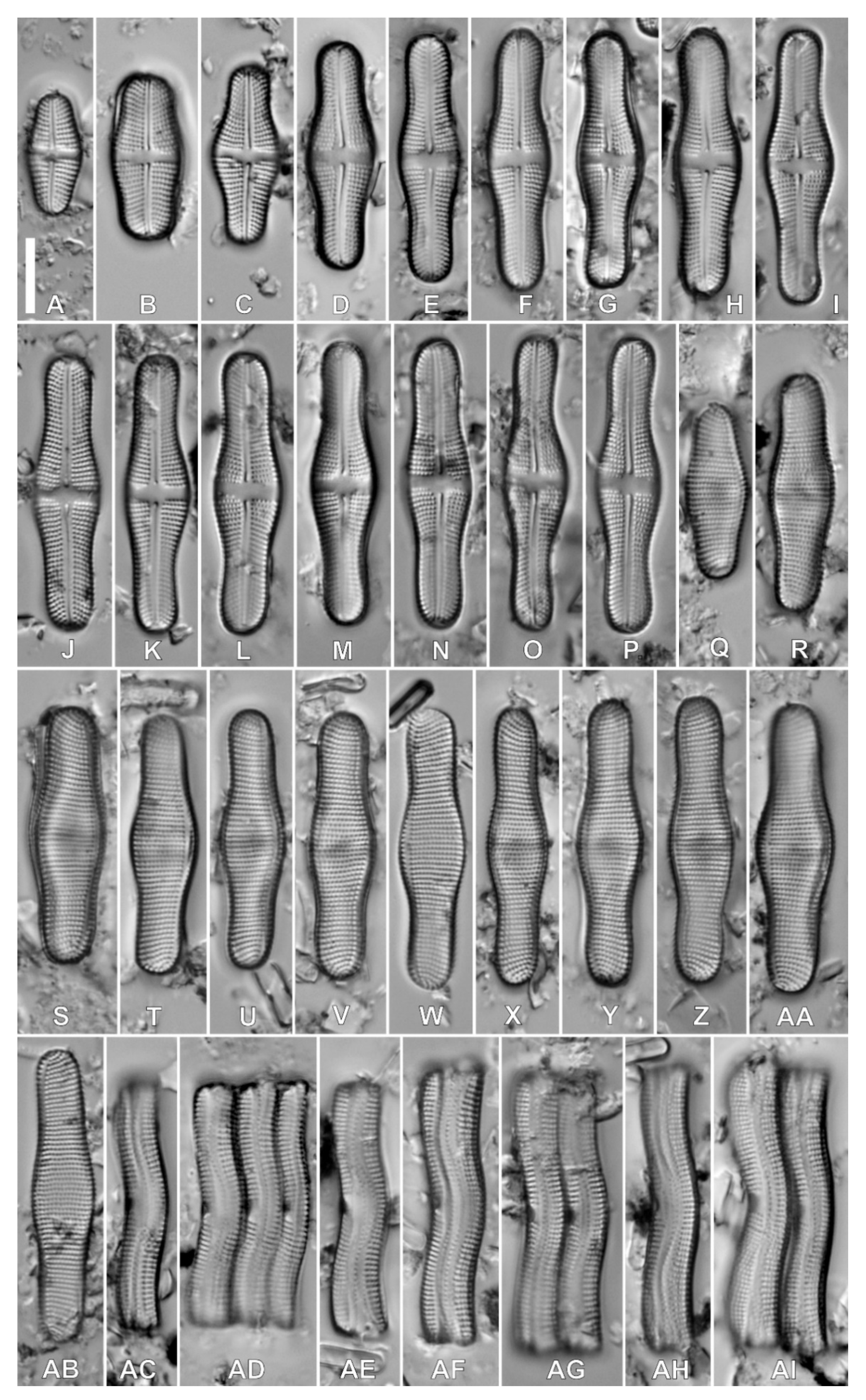Diversity 12 00375 g001 Diversity 12 00375 g001