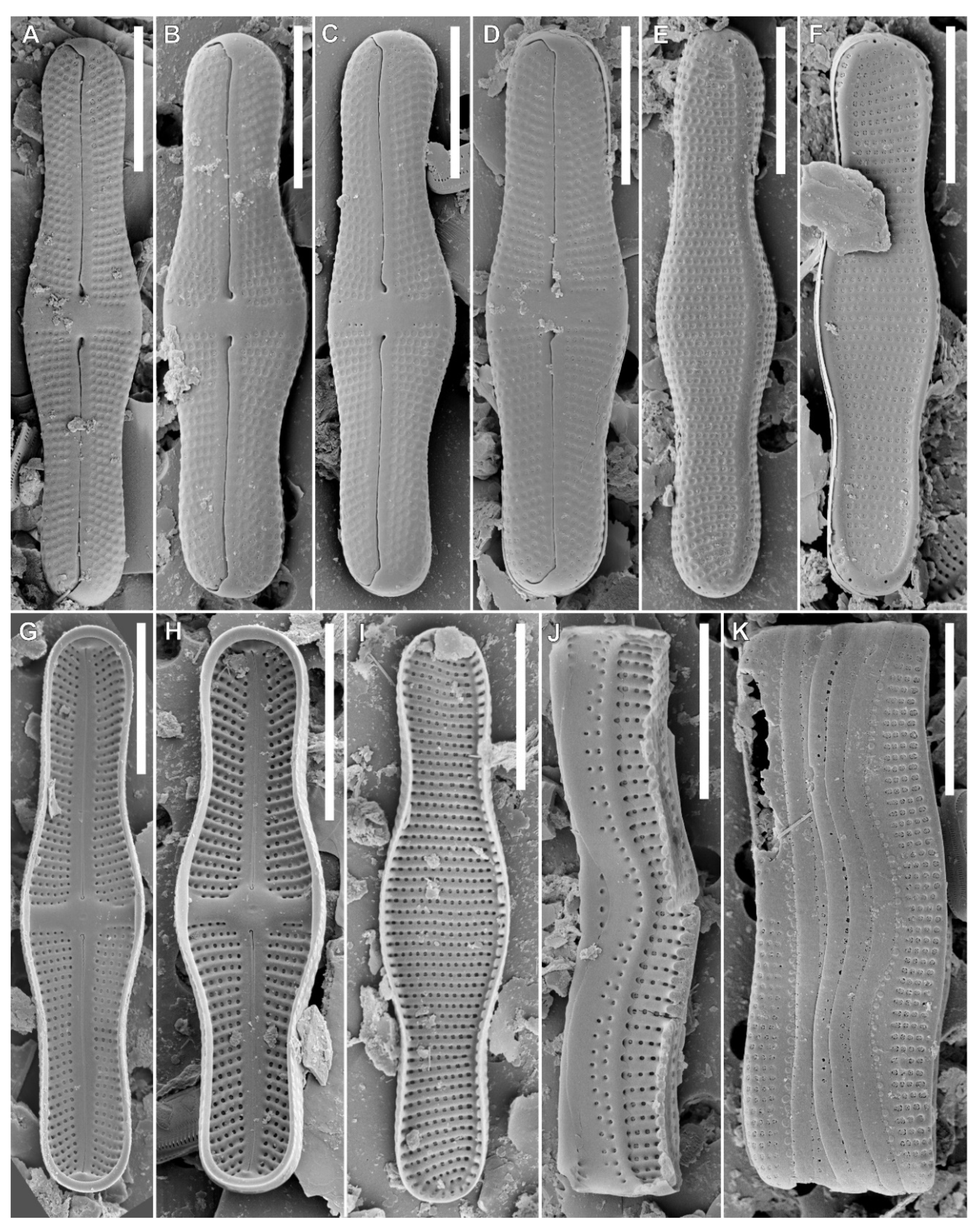 Diversity 12 00375 g002 Diversity 12 00375 g002