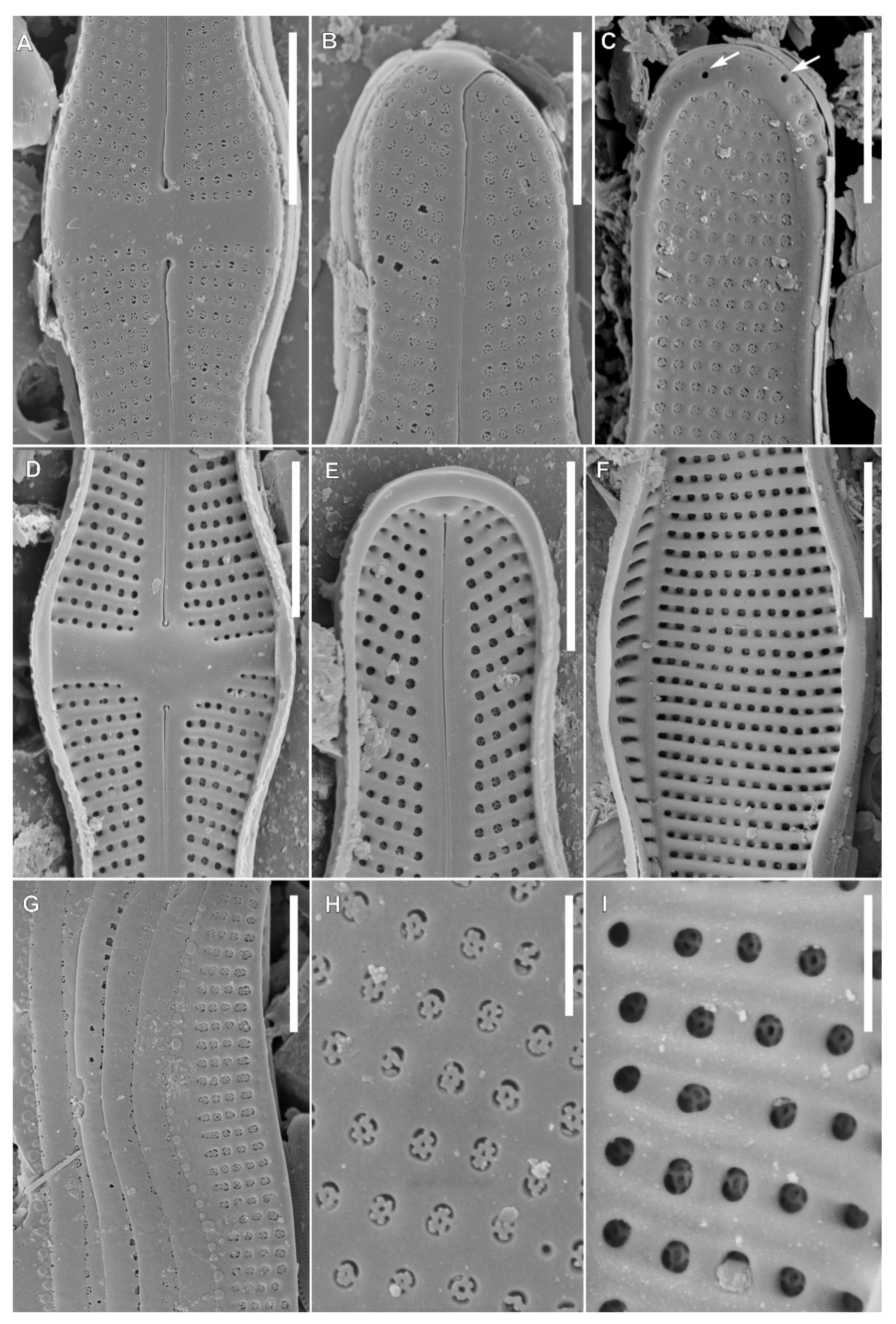 Diversity 12 00375 g003 Diversity 12 00375 g003