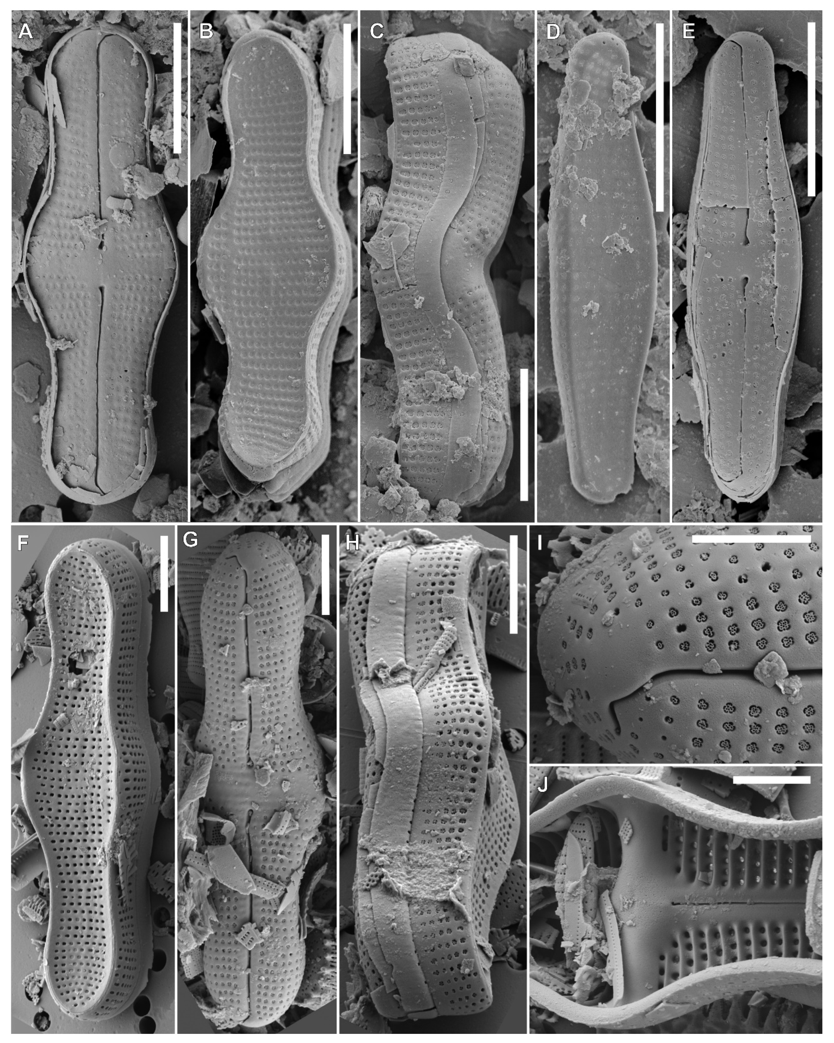 Diversity 12 00375 g005 Diversity 12 00375 g005