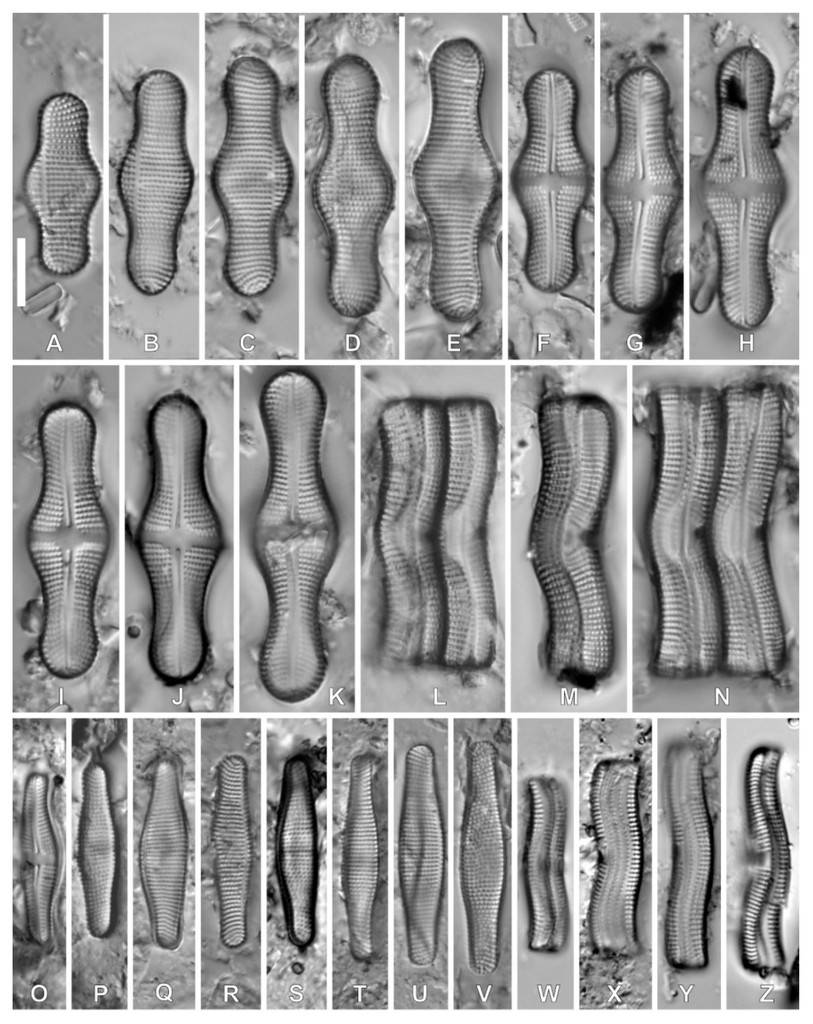 Diversity 12 00375 g006 Diversity 12 00375 g006