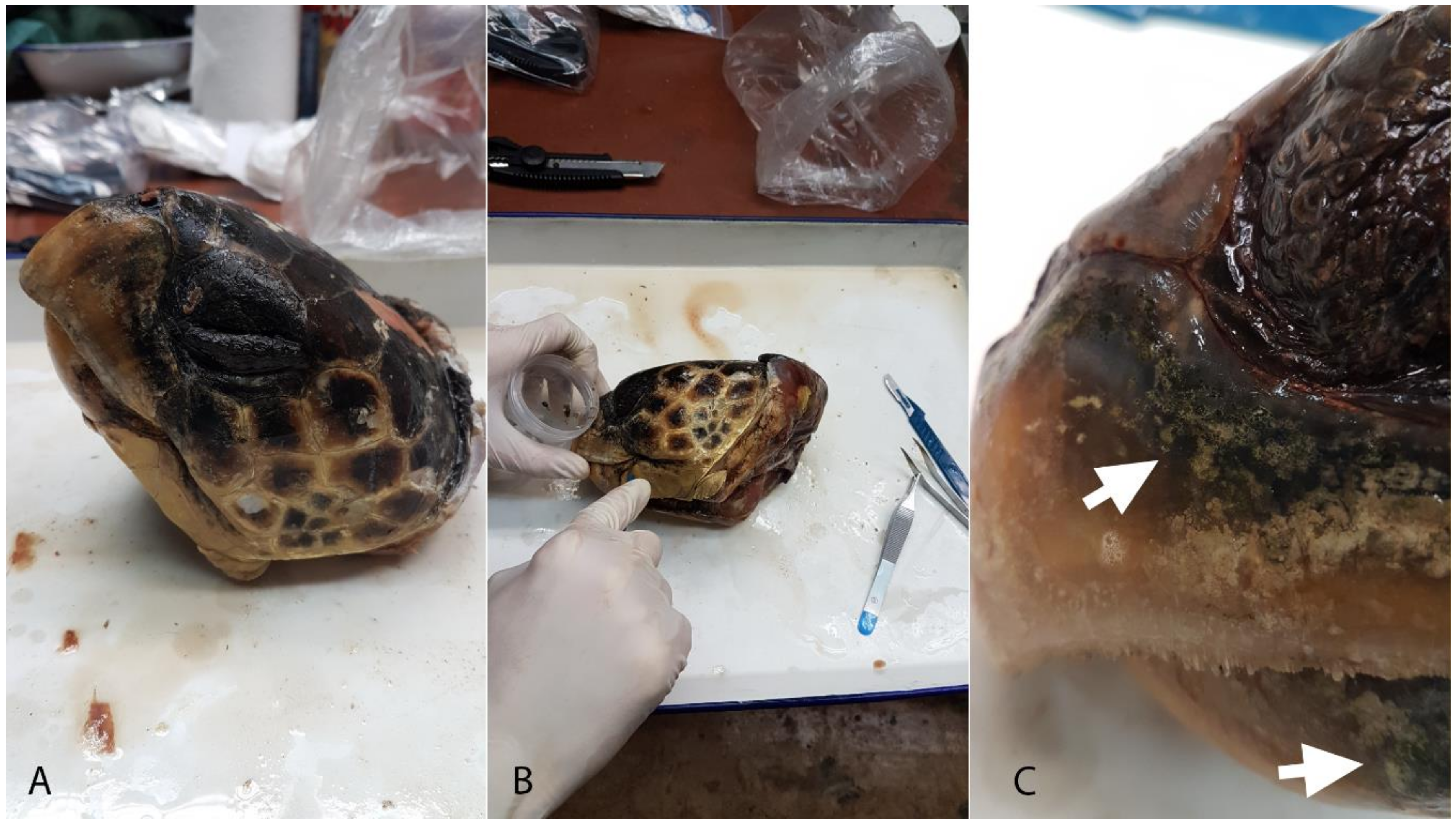 Diversity 12 00383 g001