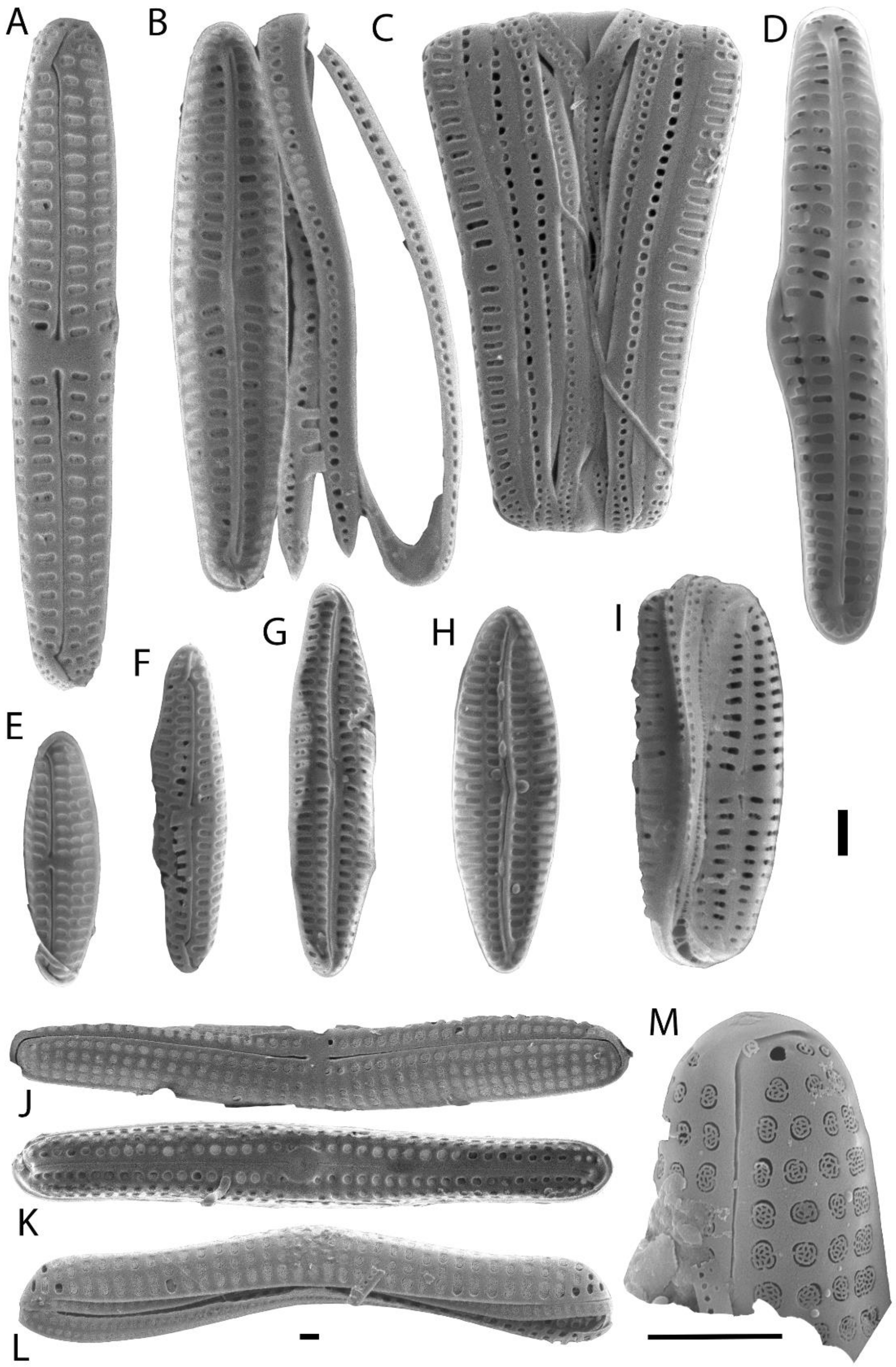 Diversity 12 00383 g004
