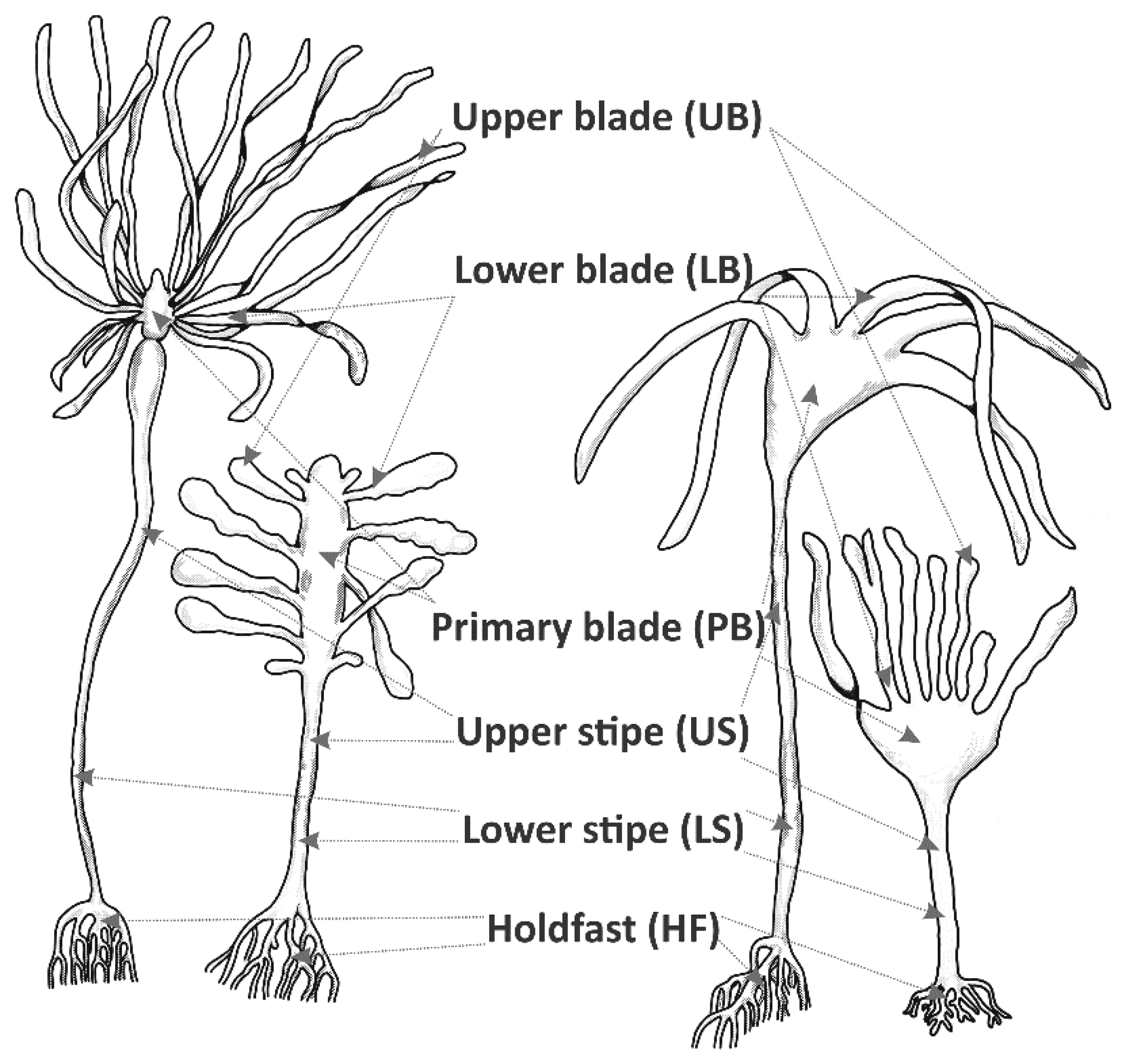 Kelp Diagram