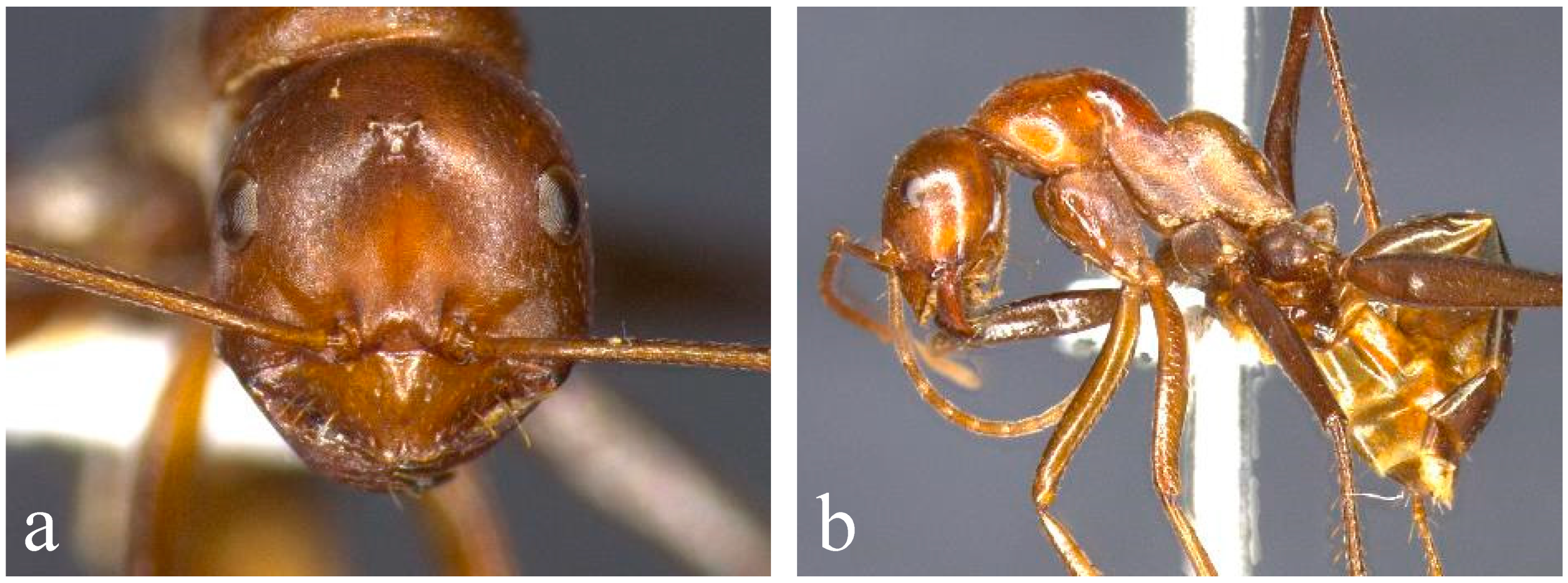 Diversity 12 00386 g009