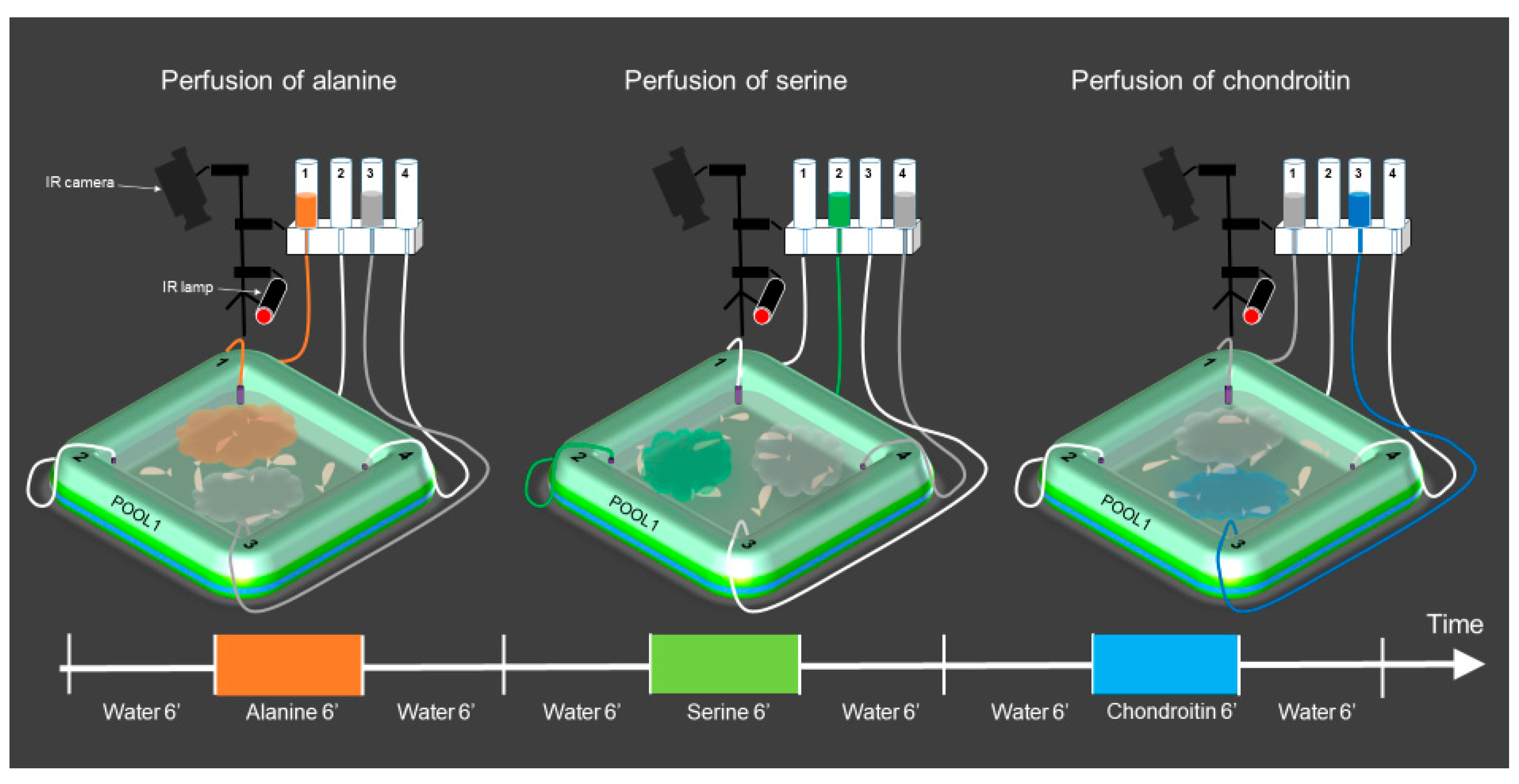 Diversity 12 00395 g001