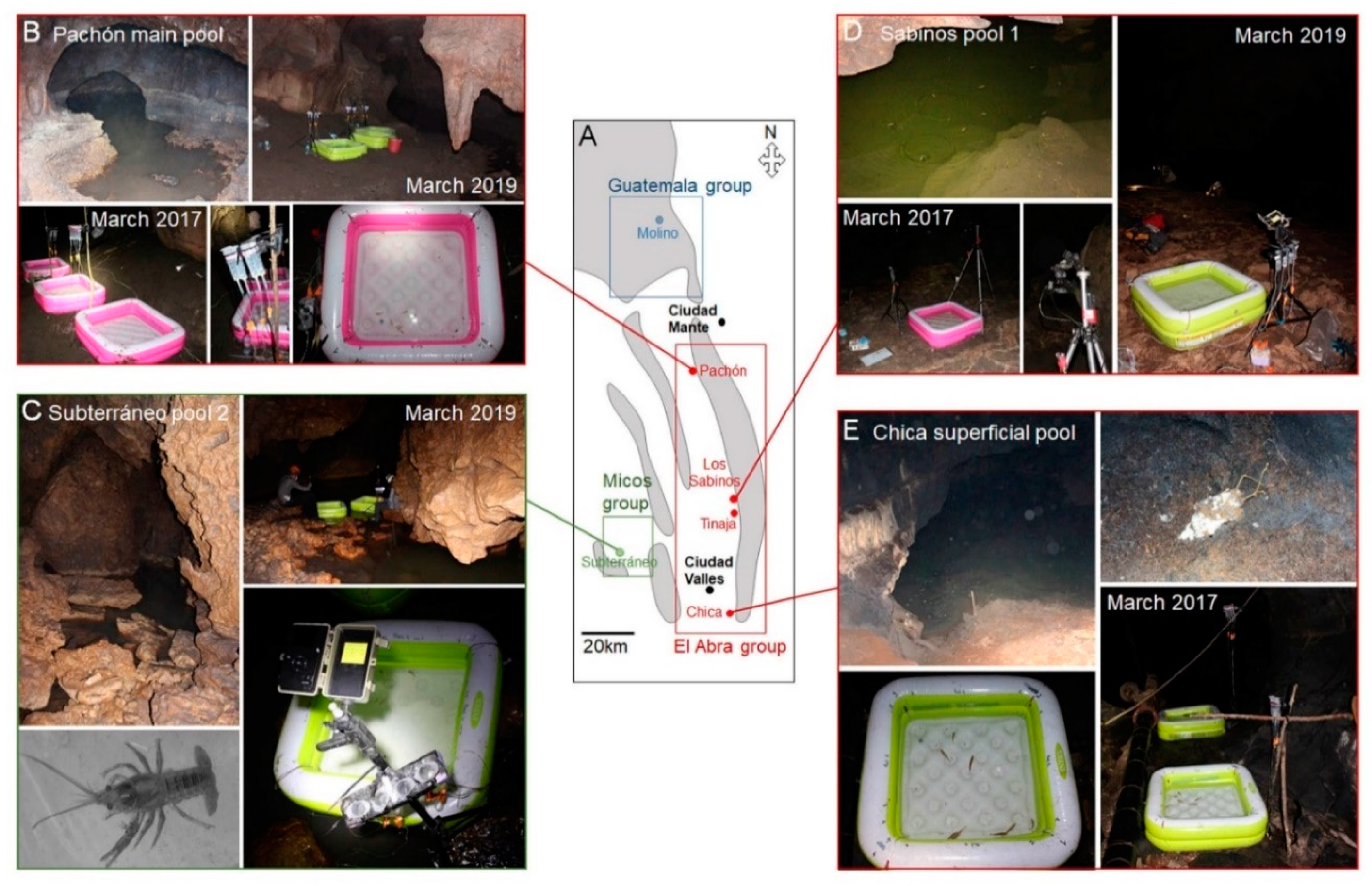 Diversity 12 00395 g003