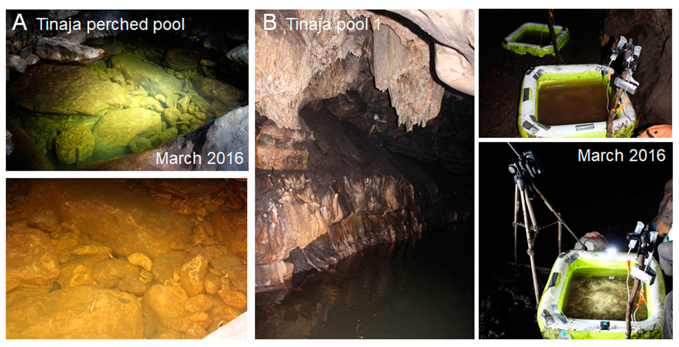 Diversity 12 00395 g007