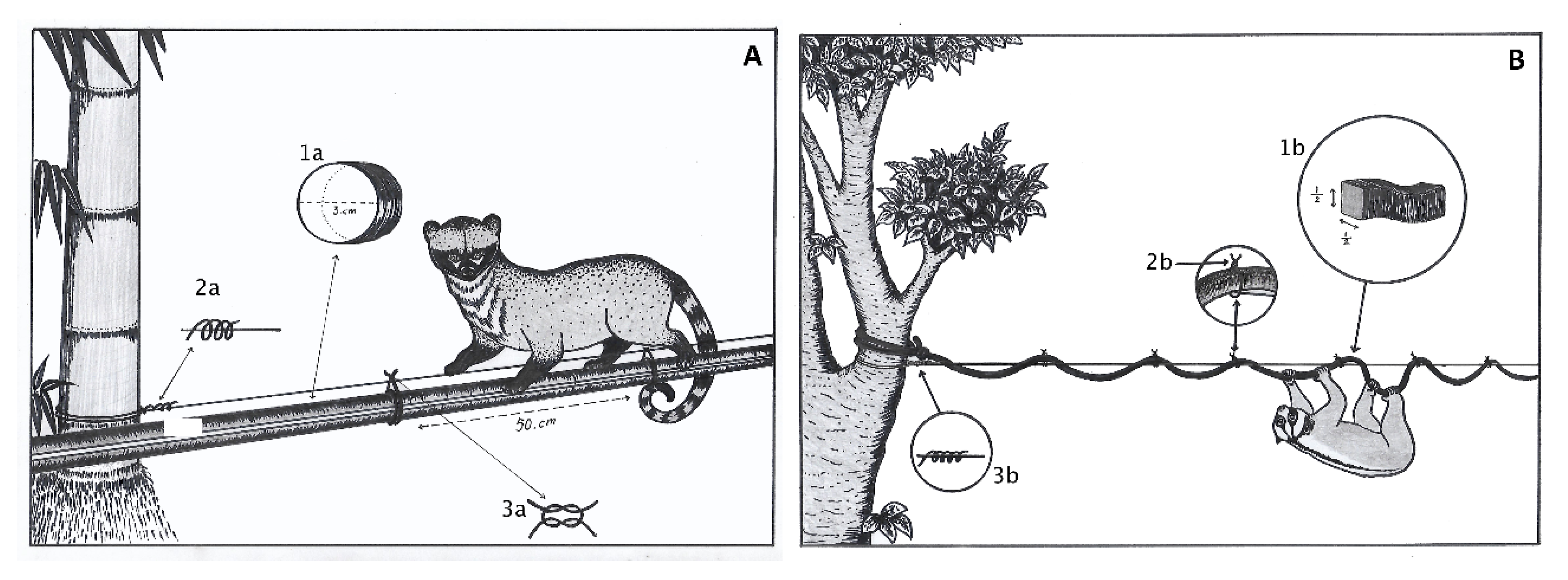 Diversity 12 00399 g001