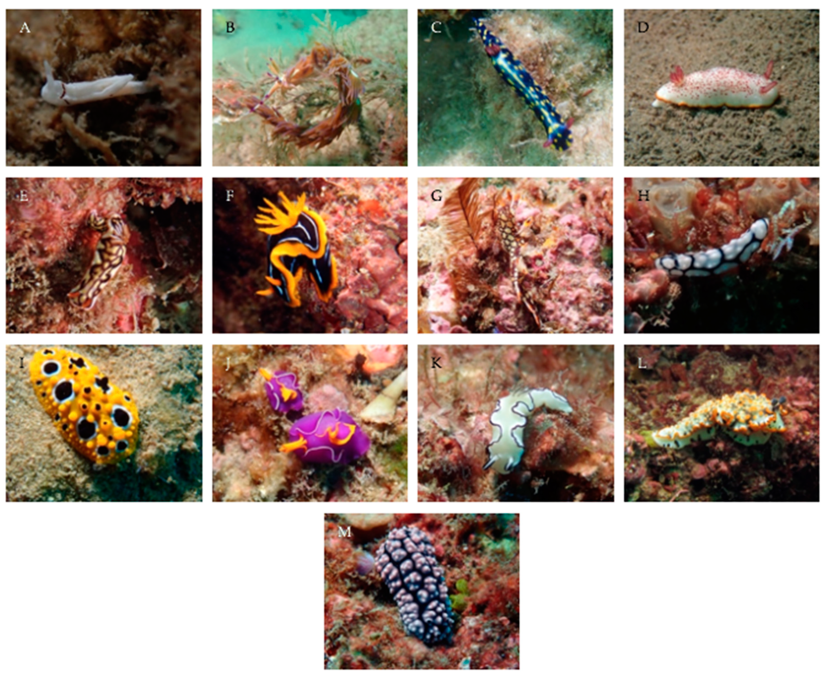 Diversity 12 00423 g004 Diversity 12 00423 g004